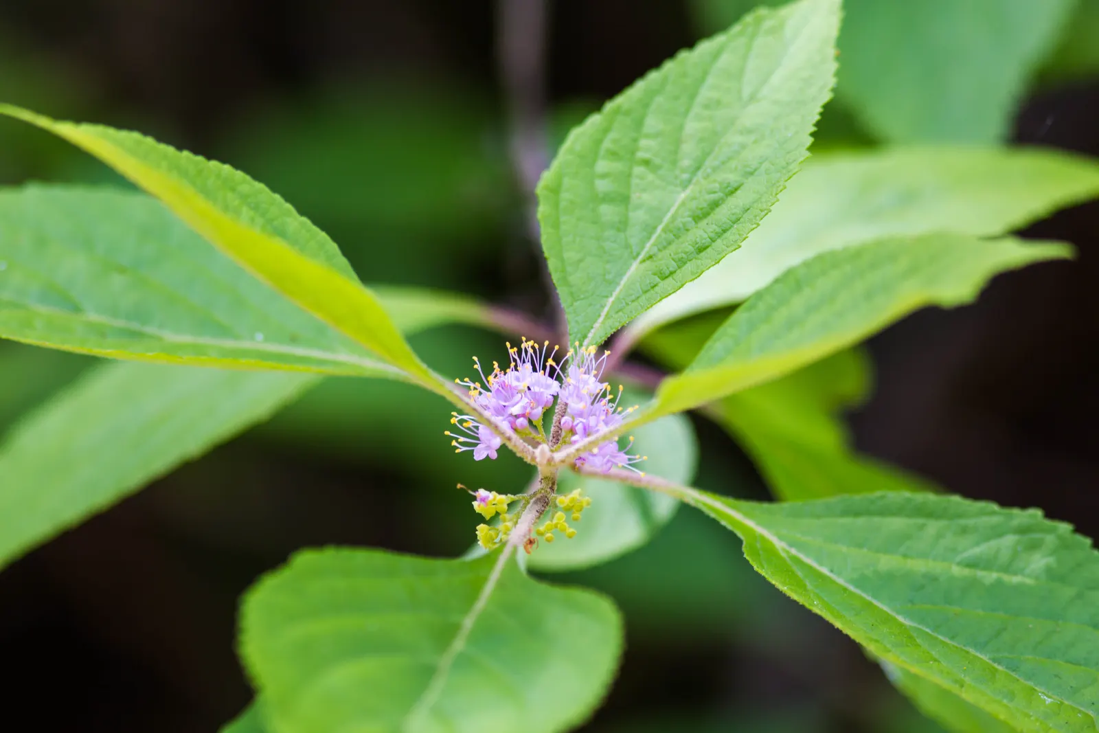 Profusion Beautyberry (Callicarpa bodinieri 'Profusion') — Plant in well-drained soil for a stunning autumn display
