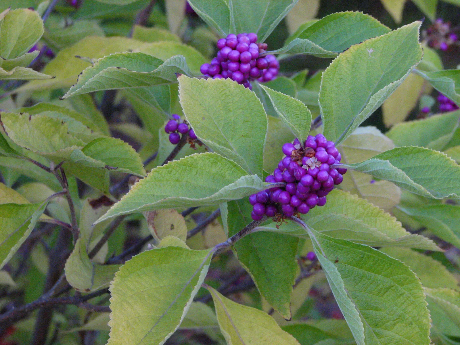 Profusion Beautyberry (Callicarpa bodinieri 'Profusion') — Appreciated for its arching branches and attractive foliage, it's hardy in zones 5-8; pink and