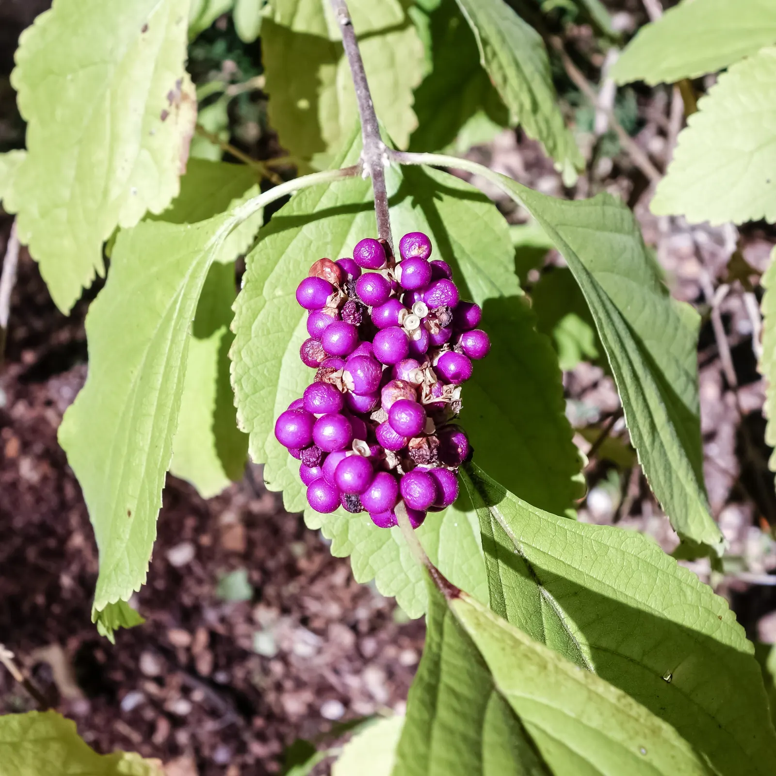Profusion Beautyberry (Callicarpa bodinieri 'Profusion') — Profusion Beautyberry, Callicarpa bod; appreciated for its arching branches and, image 55