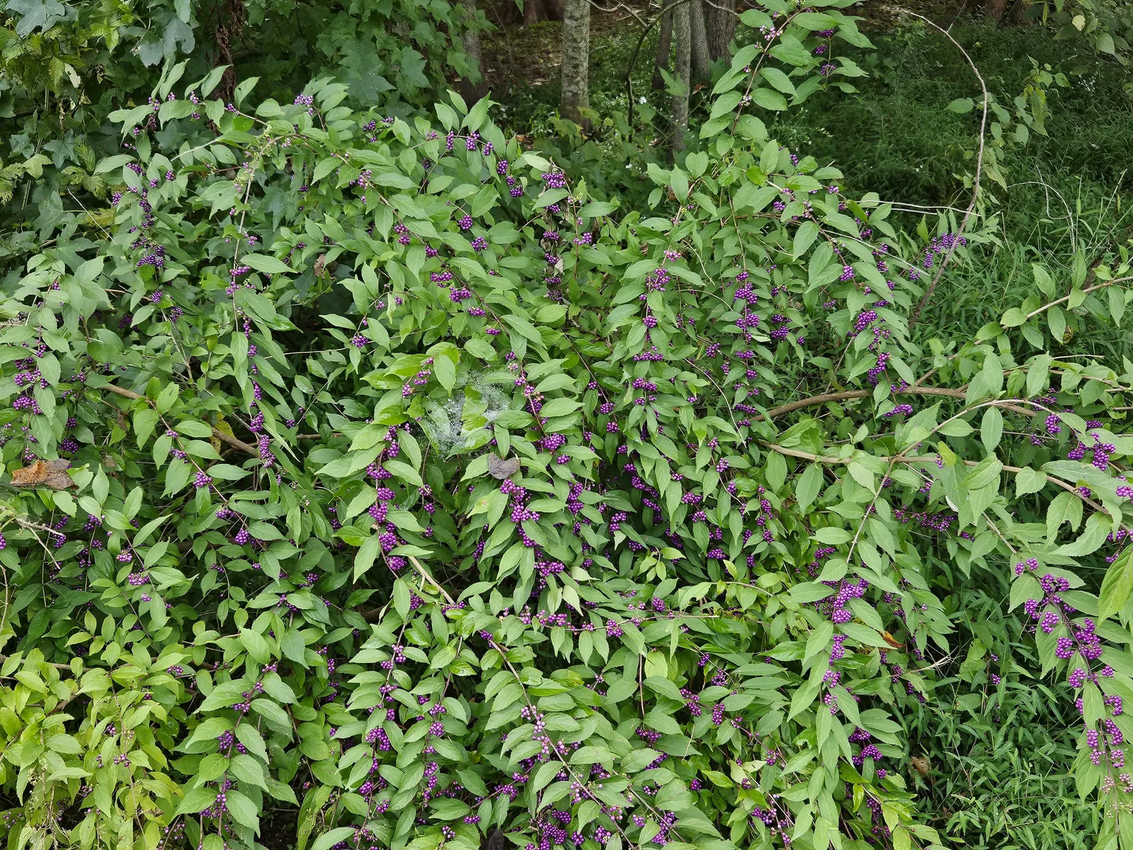 Profusion Beautyberry (Callicarpa bodinieri 'Profusion') — Ideal for borders or as a specimen plant to add color and interest to landscapes; mid-green leaves