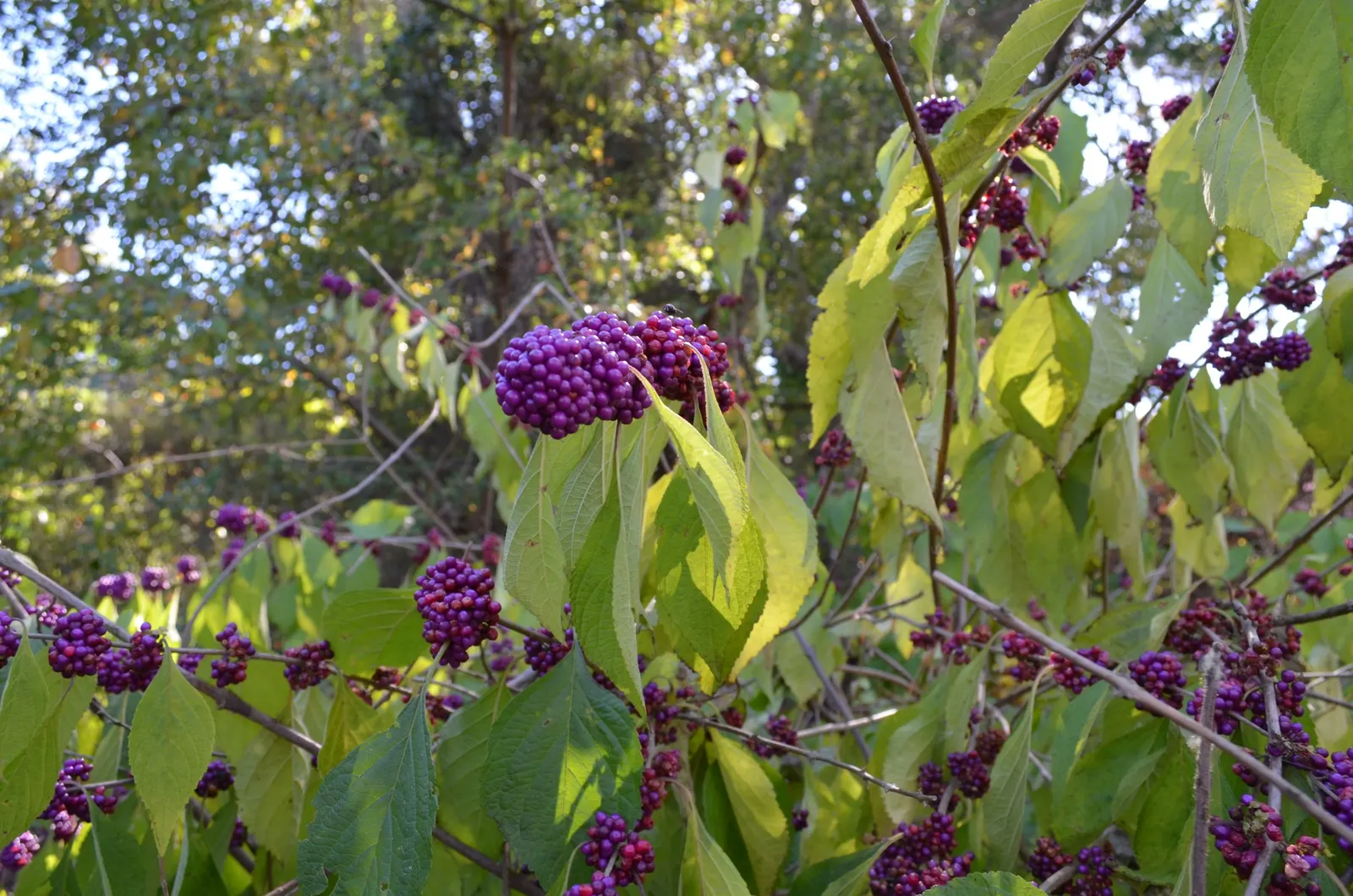 Profusion Beautyberry (Callicarpa bodinieri 'Profusion') — shrub for full or half; offering a brilliant display that transcends seasons