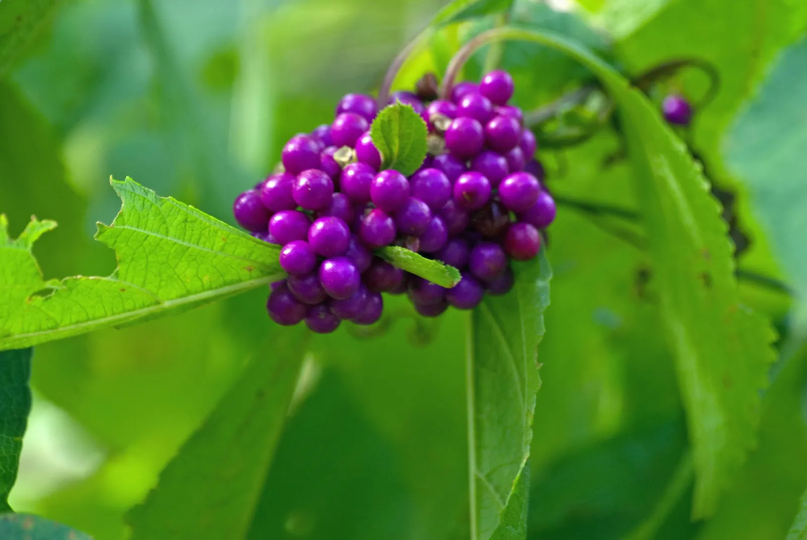 Profusion Beautyberry (Callicarpa bodinieri 'Profusion') — these blooms give way to clusters of dazzling