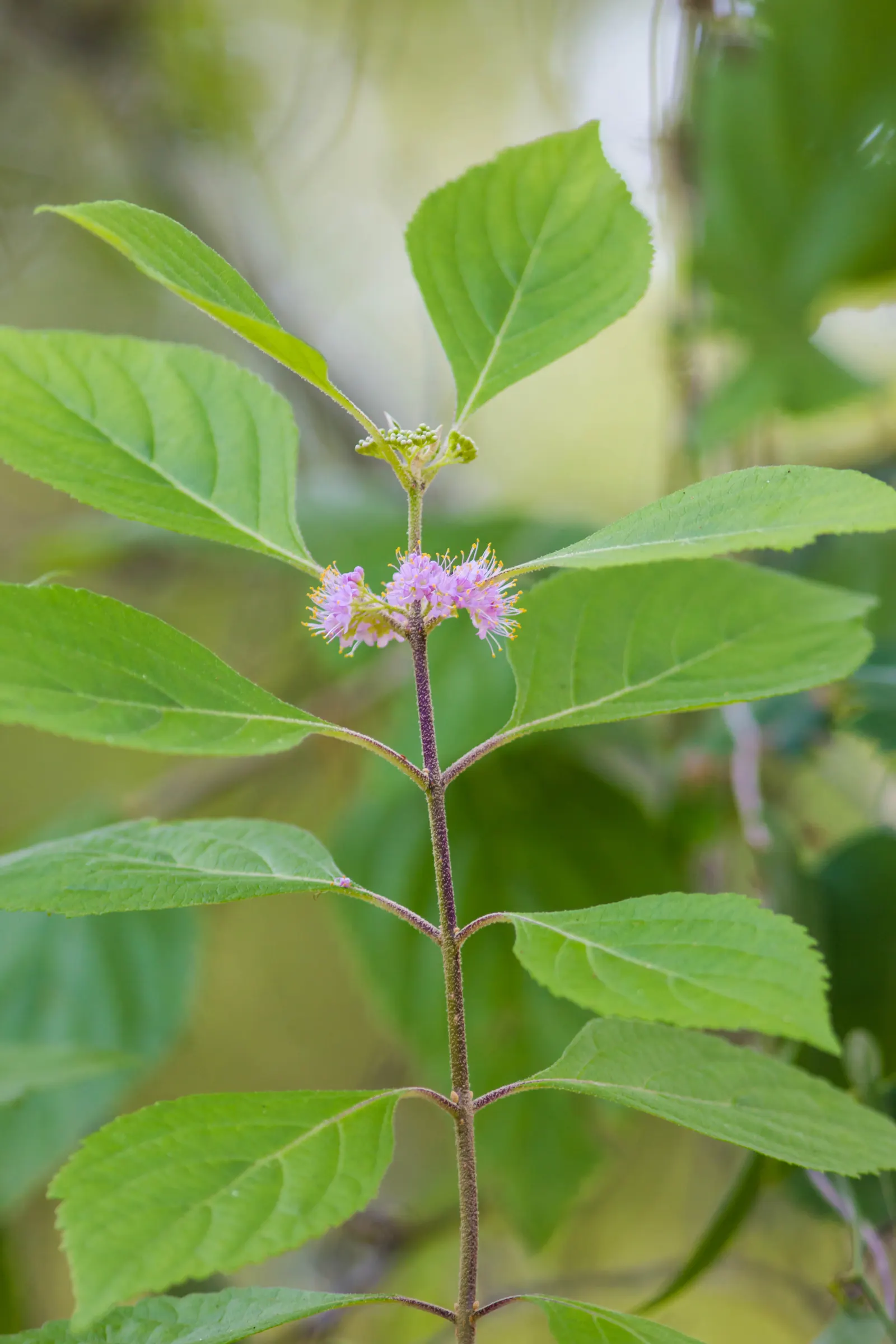 Profusion Beautyberry (Callicarpa bodinieri 'Profusion') — or as a specimen plant.<br><br>This deciduous delight boasts lance-shaped; profusion Beautyberry