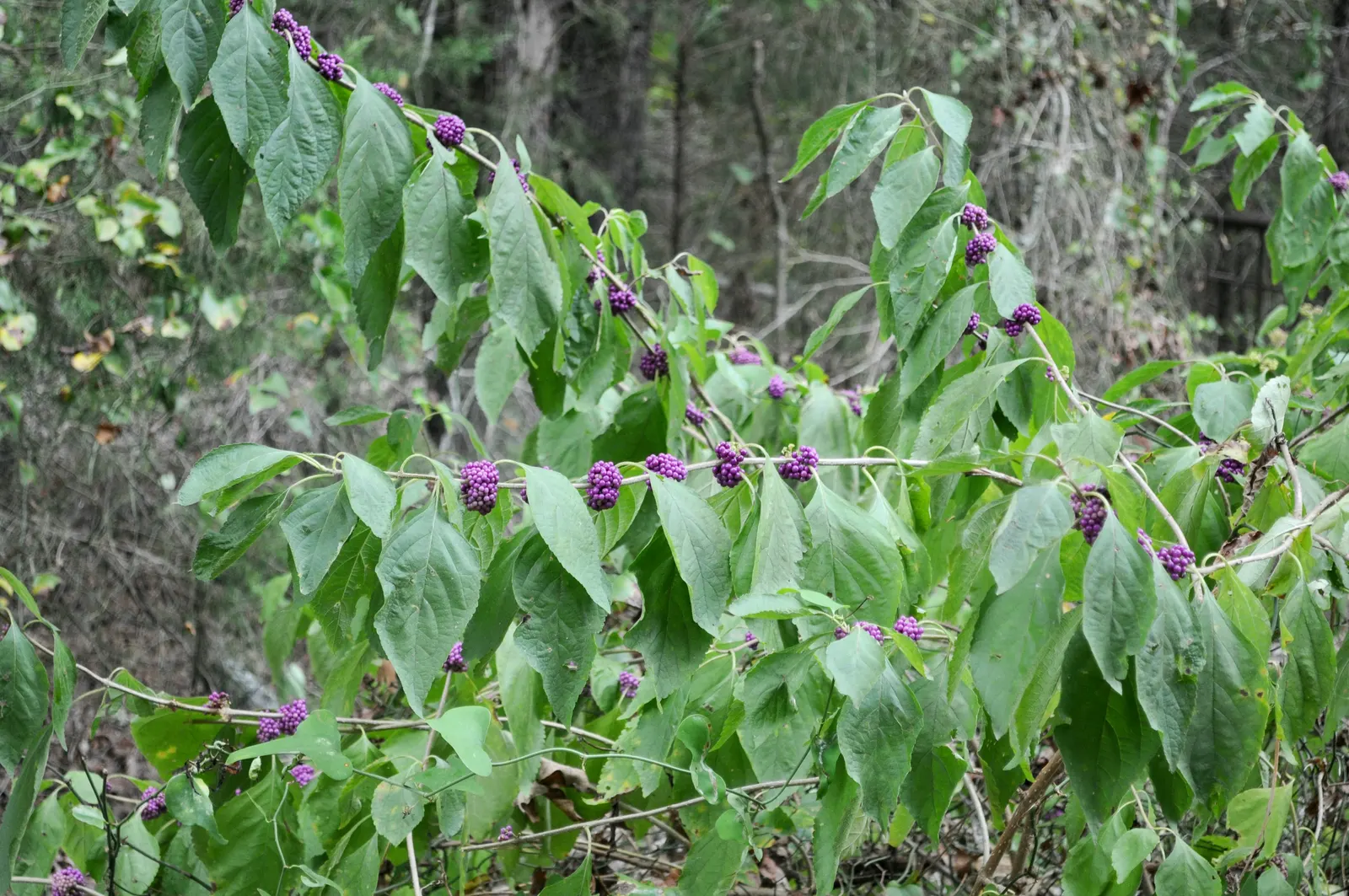 Profusion Beautyberry (Callicarpa bodinieri 'Profusion') — making it a versatile choice for various landscape applications including foundation, image 37