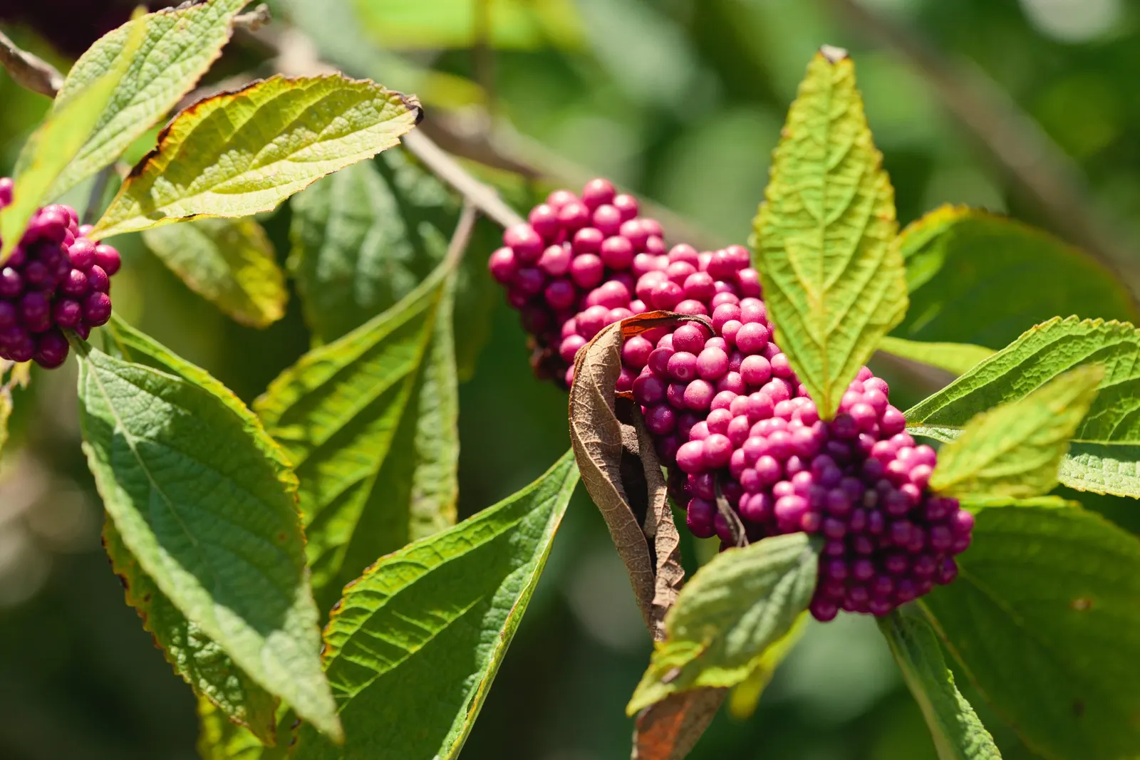 Profusion Beautyberry (Callicarpa bodinieri 'Profusion') — the Callicarpa bodinieri 'Profusion' is both a stunning and hardy addition to any temperate garden
