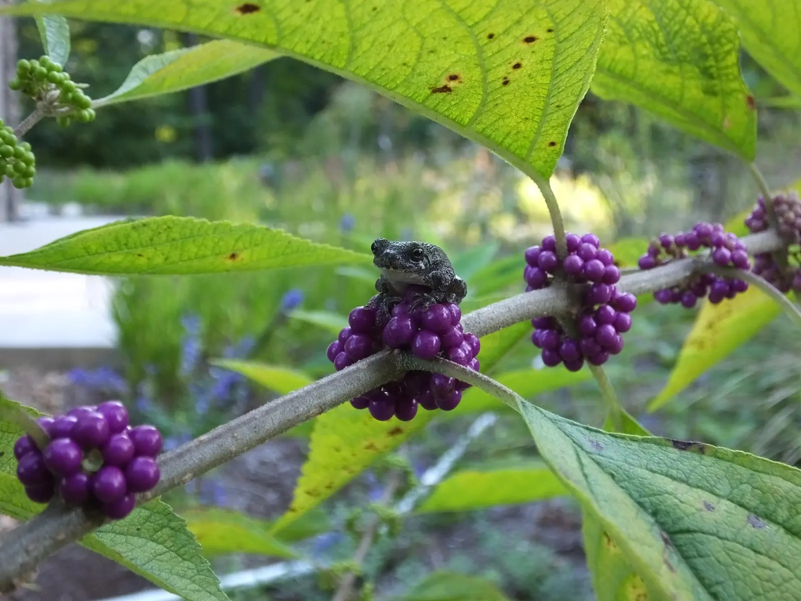 Profusion Beautyberry (Callicarpa bodinieri 'Profusion') — making it a versatile choice for various landscape applications including foundation plantings