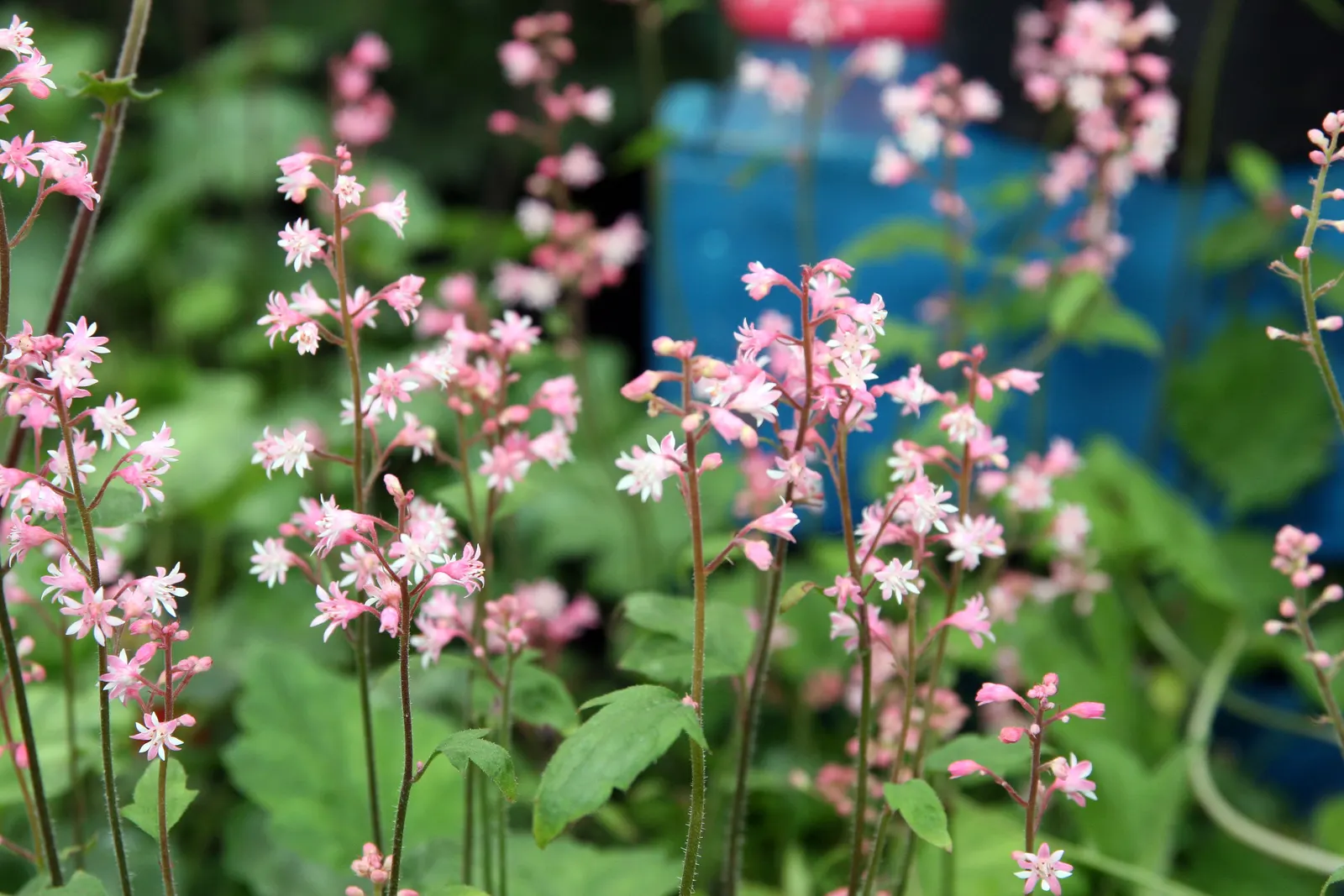Bridget Bloom Foamy Bells (Heucherella 'Bridget Bloom') — reaches 10-15 inches in height