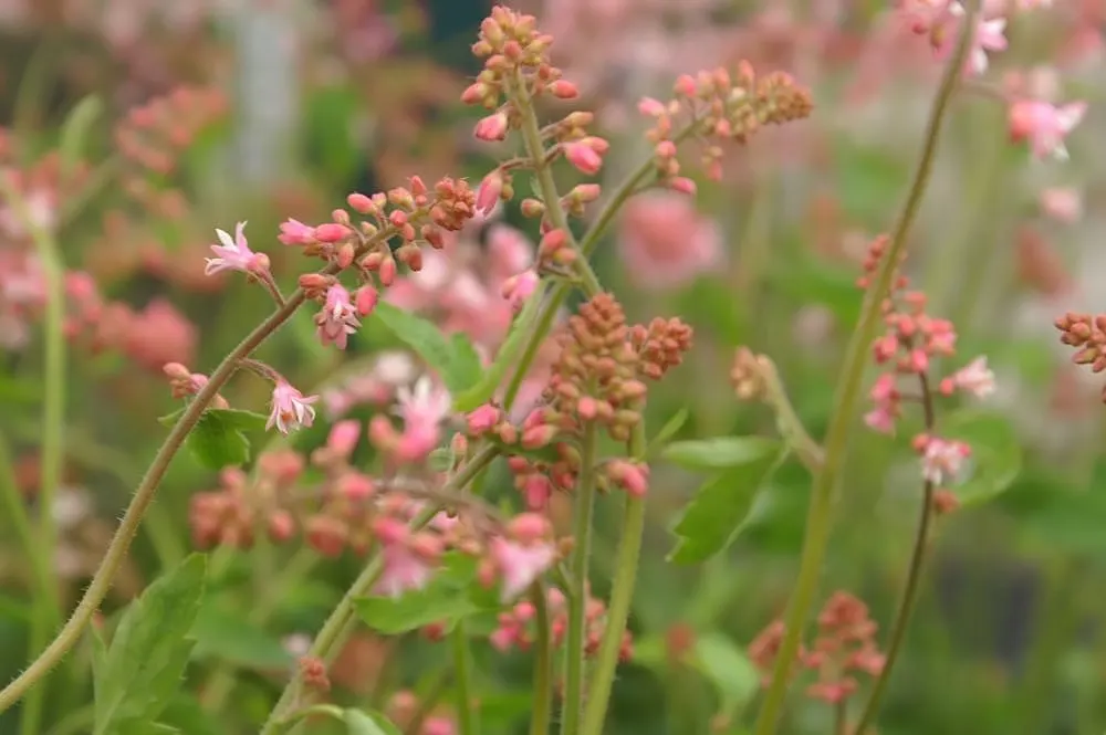 Bridget Bloom Foamy Bells (Heucherella 'Bridget Bloom') — Preferring partial to full shade, it's an ideal groundcover or accent