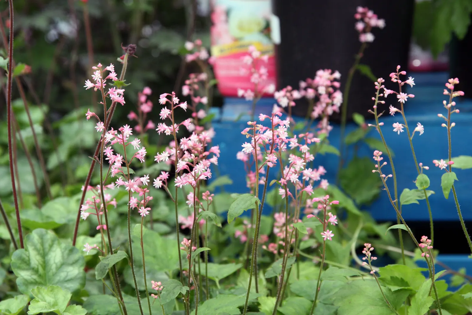 Bridget Bloom Foamy Bells (Heucherella 'Bridget Bloom') — This perennial thrives in USDA Zones 4-9