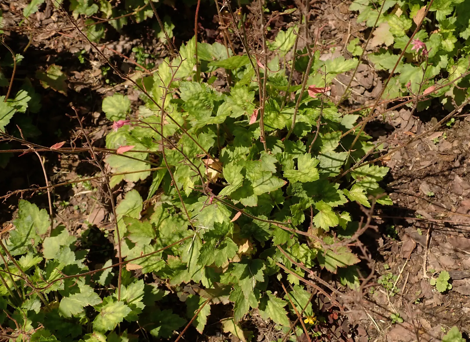 Bridget Bloom Foamy Bells (Heucherella 'Bridget Bloom') — commonly referred to as Bridget Bloom Foamy Bells