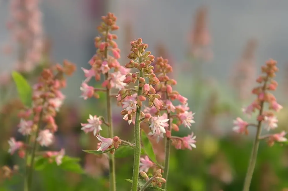 Bridget Bloom Foamy Bells (Heucherella 'Bridget Bloom') — Ensure well-drained soil for optimal health