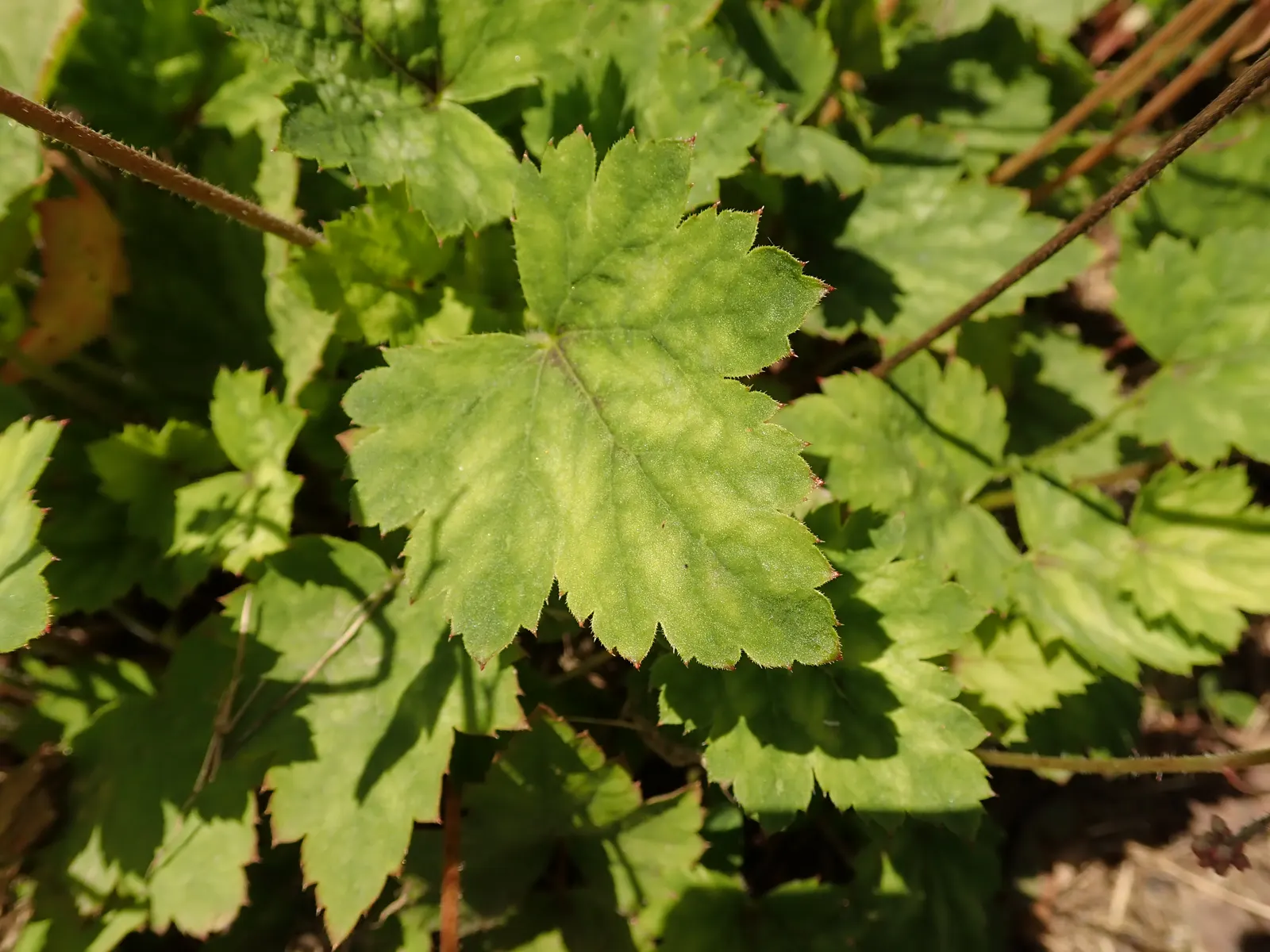 Bridget Bloom Foamy Bells (Heucherella 'Bridget Bloom') — attracting butterflies while being deer resistant