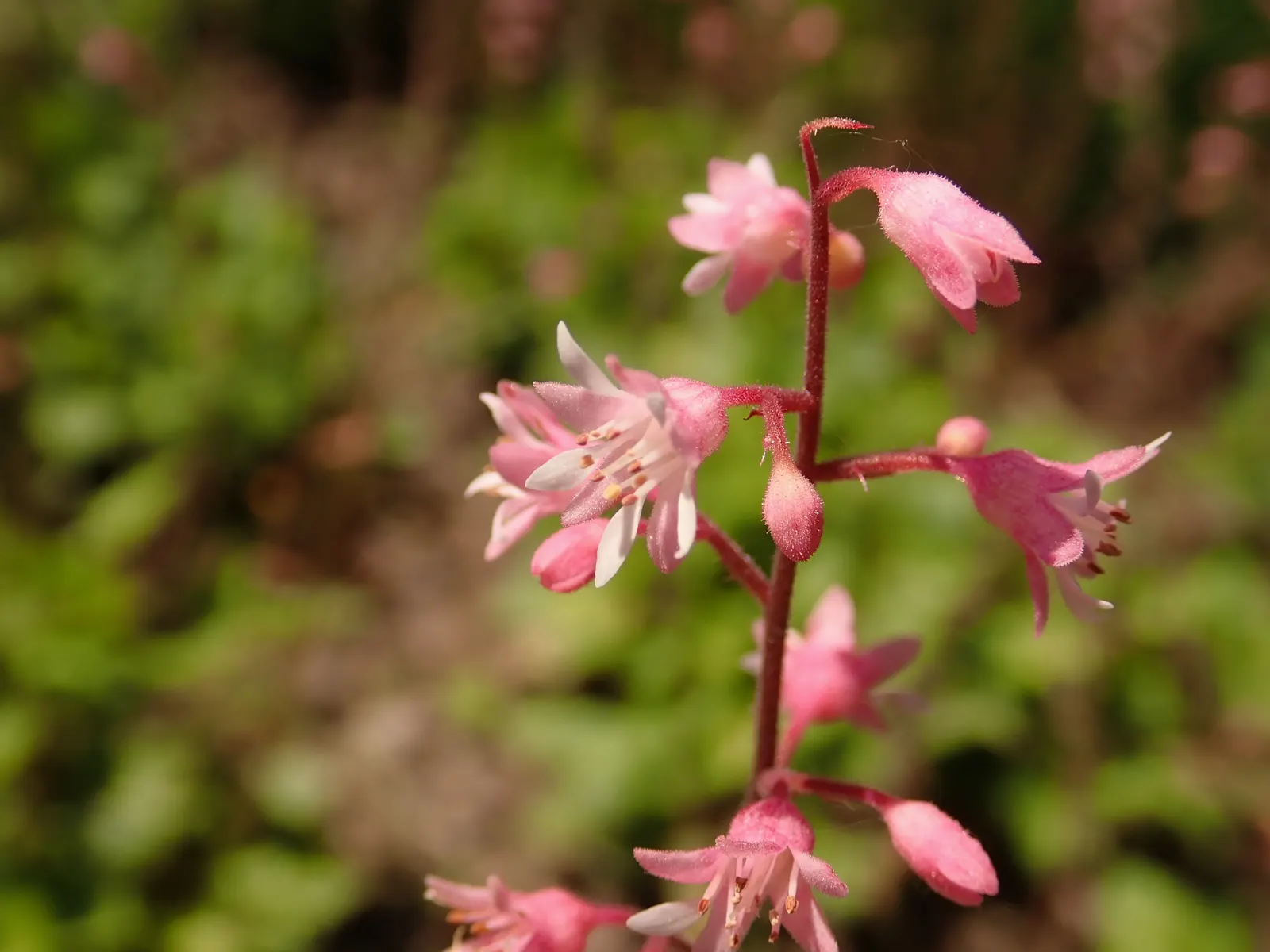 Bridget Bloom Foamy Bells (Heucherella 'Bridget Bloom') — adding charm to any garden space