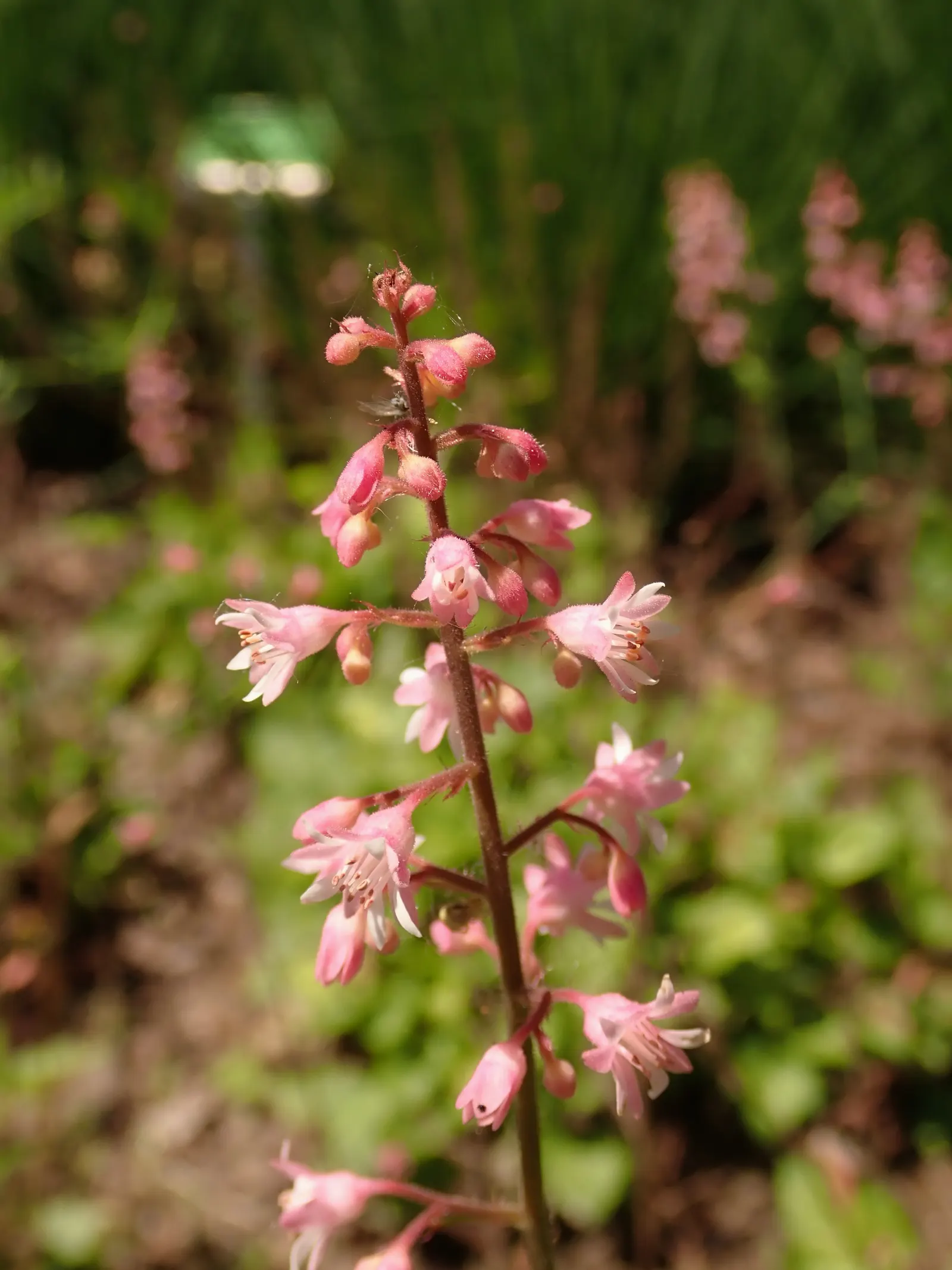 Bridget Bloom Foamy Bells (Heucherella 'Bridget Bloom') — 'Bridget Bloom' offers a long blooming period