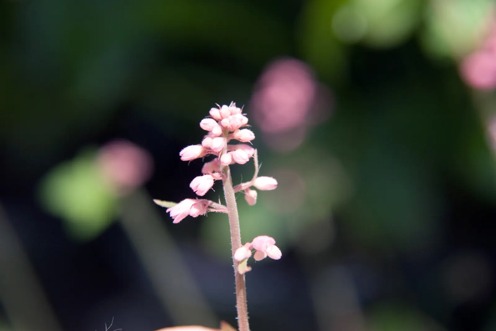 Bridget Bloom Foamy Bells (Heucherella 'Bridget Bloom') — also known as Foamy Bells