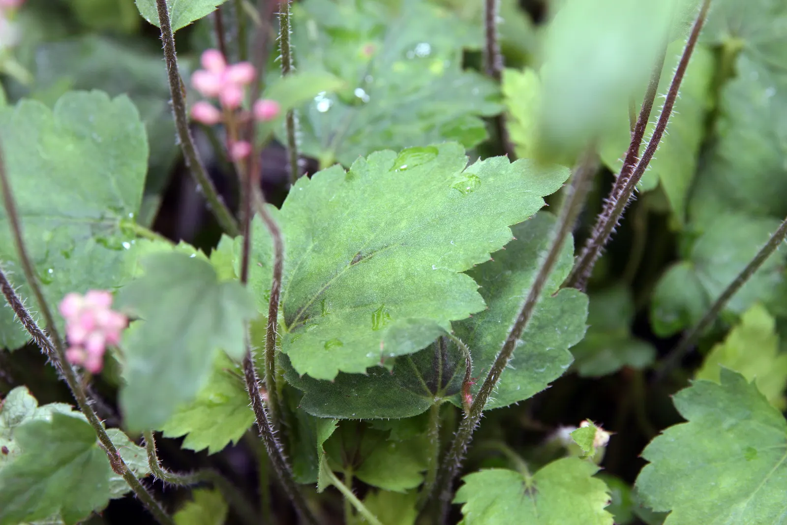 Bridget Bloom Foamy Bells (Heucherella 'Bridget Bloom') — and spreads approximately 16-20 inches