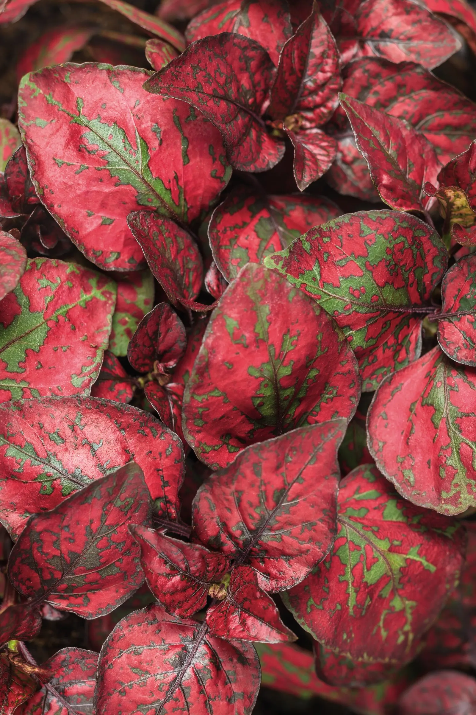 Red II Polka Dot Plant (Hypoestes phyllostachya) — is a foliage annual with a lively; it offers season-long foliage color from spring planting until