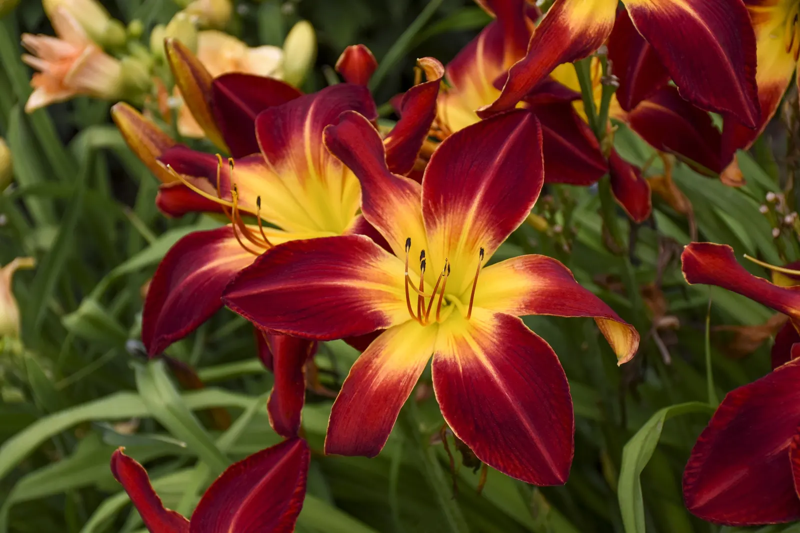 'Ruby Spider' Daylily (Hemerocallis hybrid) — Long petals open wide to display the radiating golden yellow throat; red flowers in the garden, image 21