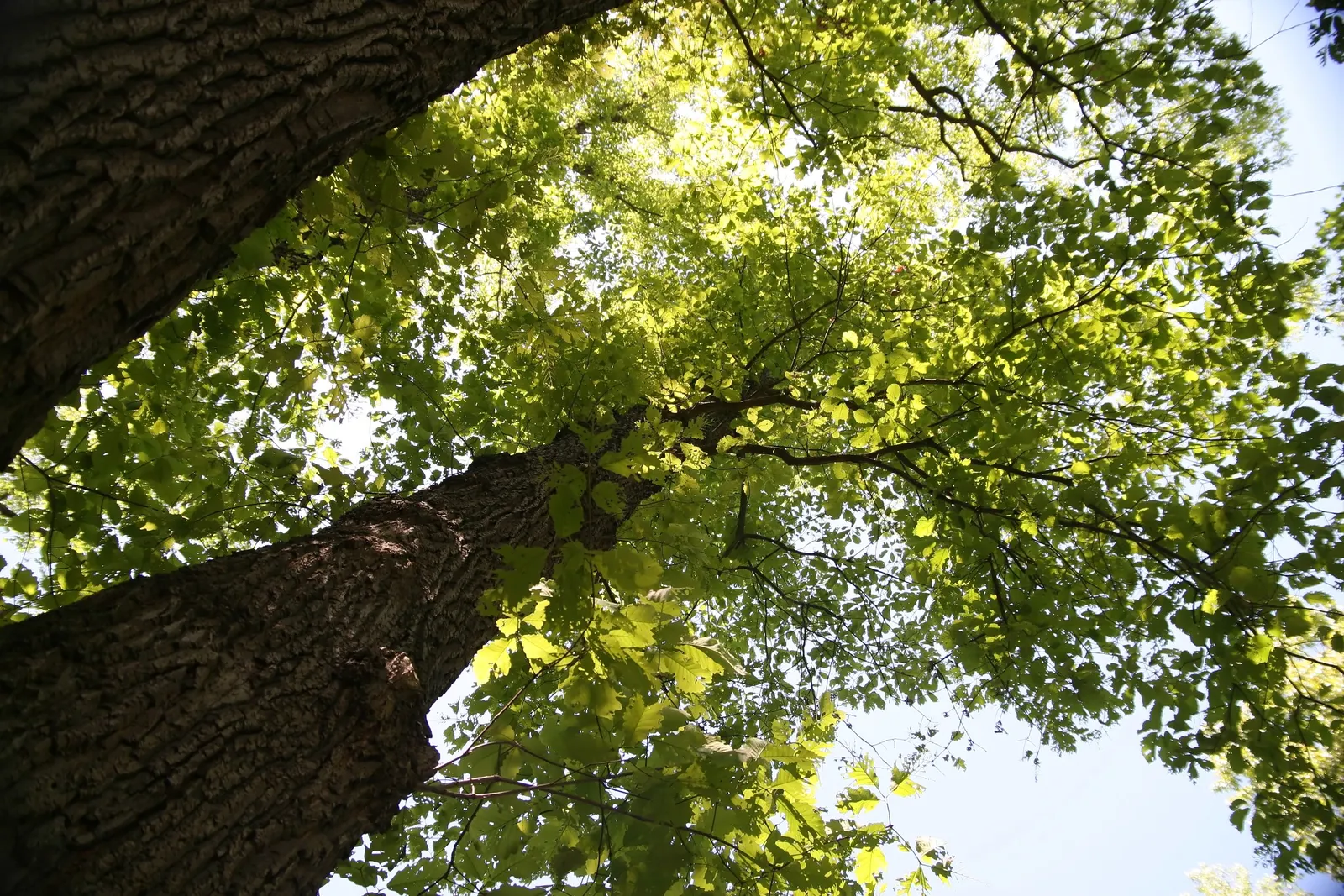Swamp Chestnut Oak (Quercus Michauxii) — Acorns attract diverse wildlife, making it an excellent choice for naturalistic landscapes