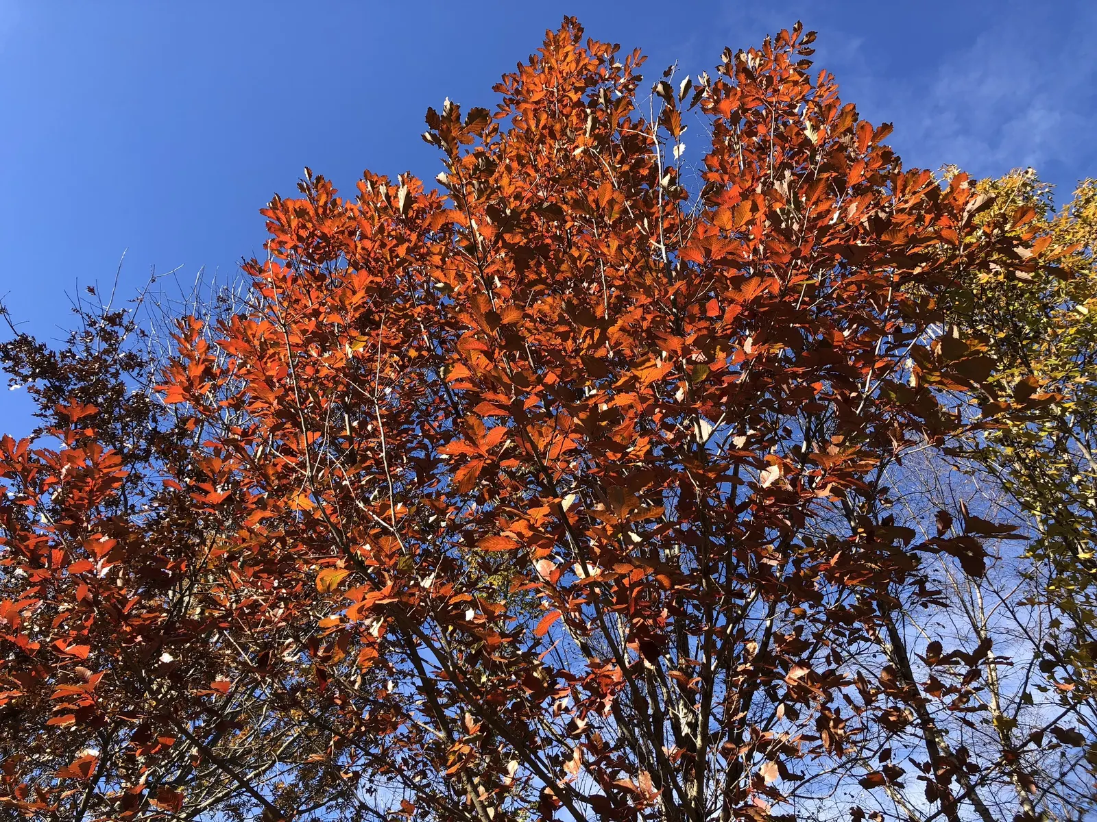 Swamp Chestnut Oak (Quercus Michauxii) — ensuring it stands as a focal point in any garden design.<br><br>Featuring oblong