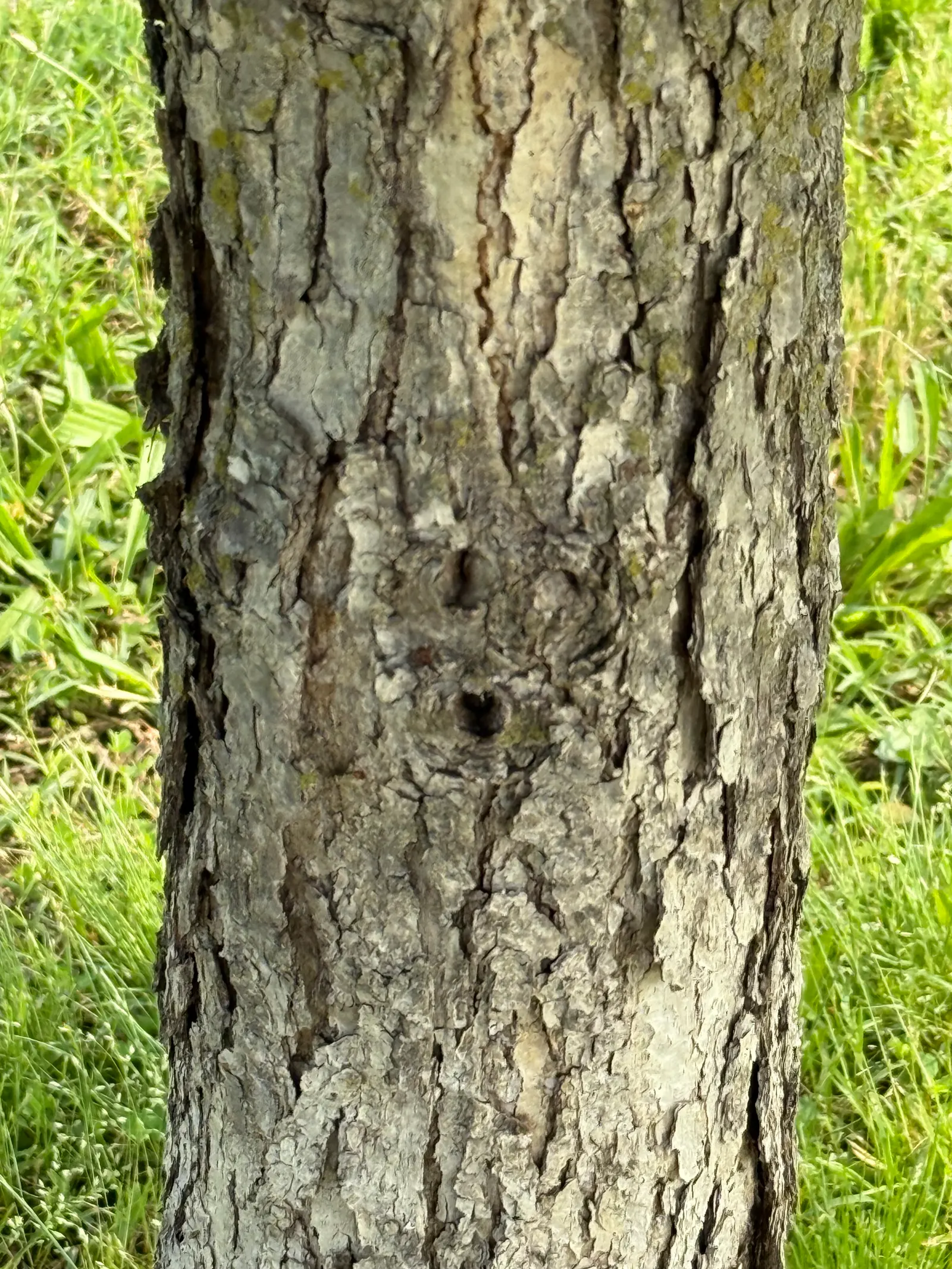Swamp Chestnut Oak (Quercus Michauxii) — tree for full