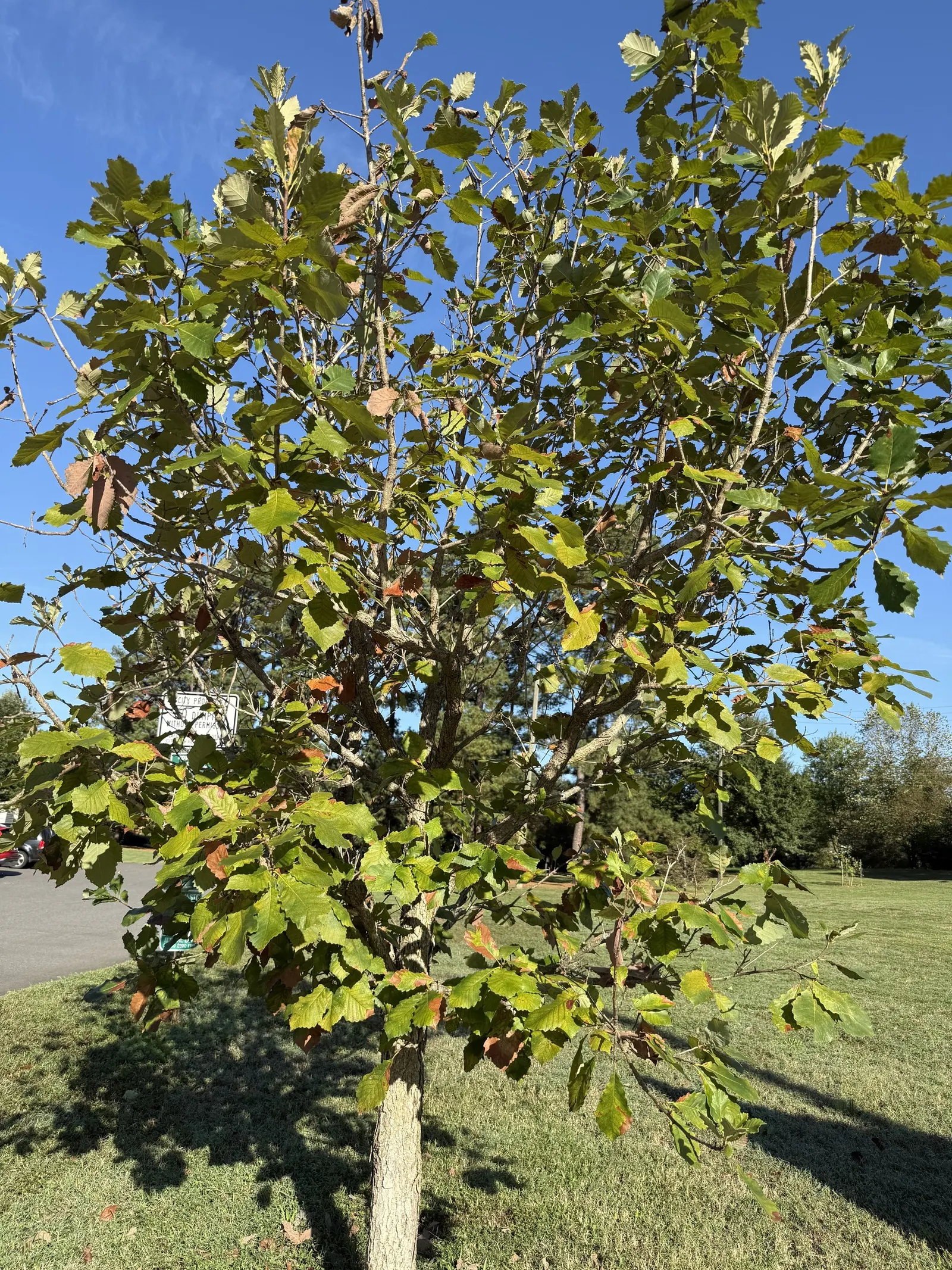 Swamp Chestnut Oak (Quercus Michauxii) — In fall, foliage turns a vibrant bronze