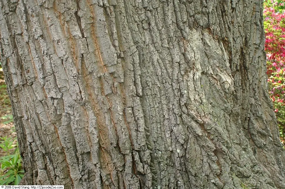 Swamp Chestnut Oak (Quercus Michauxii) — providing year-round visual interest.<br><br>One should also note this oak's acorn crop