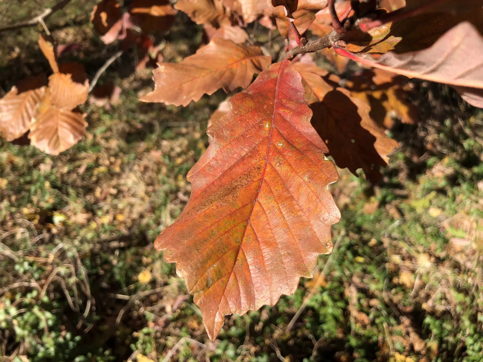 Swamp Chestnut Oak (Quercus Michauxii) — scientifically known as Quercus michauxii