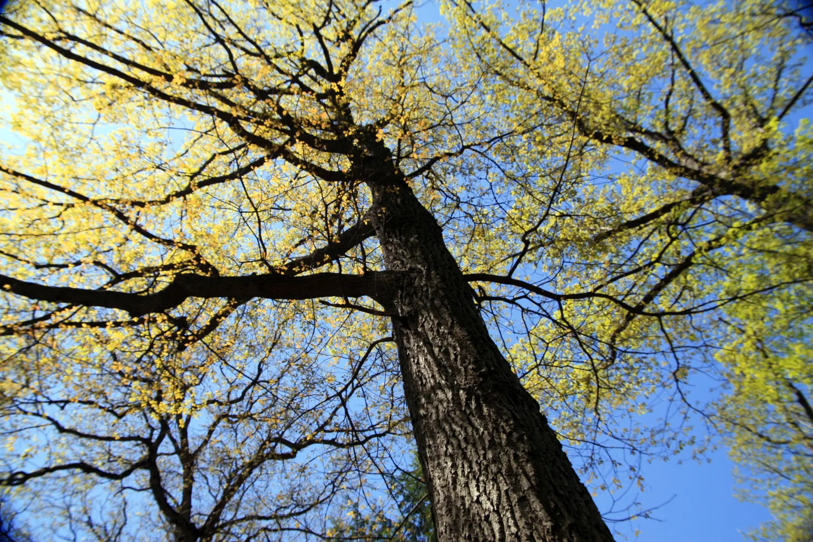 Swamp Chestnut Oak (Quercus Michauxii) — with a width of around 4 inches; spreading branches add to its majestic appearance