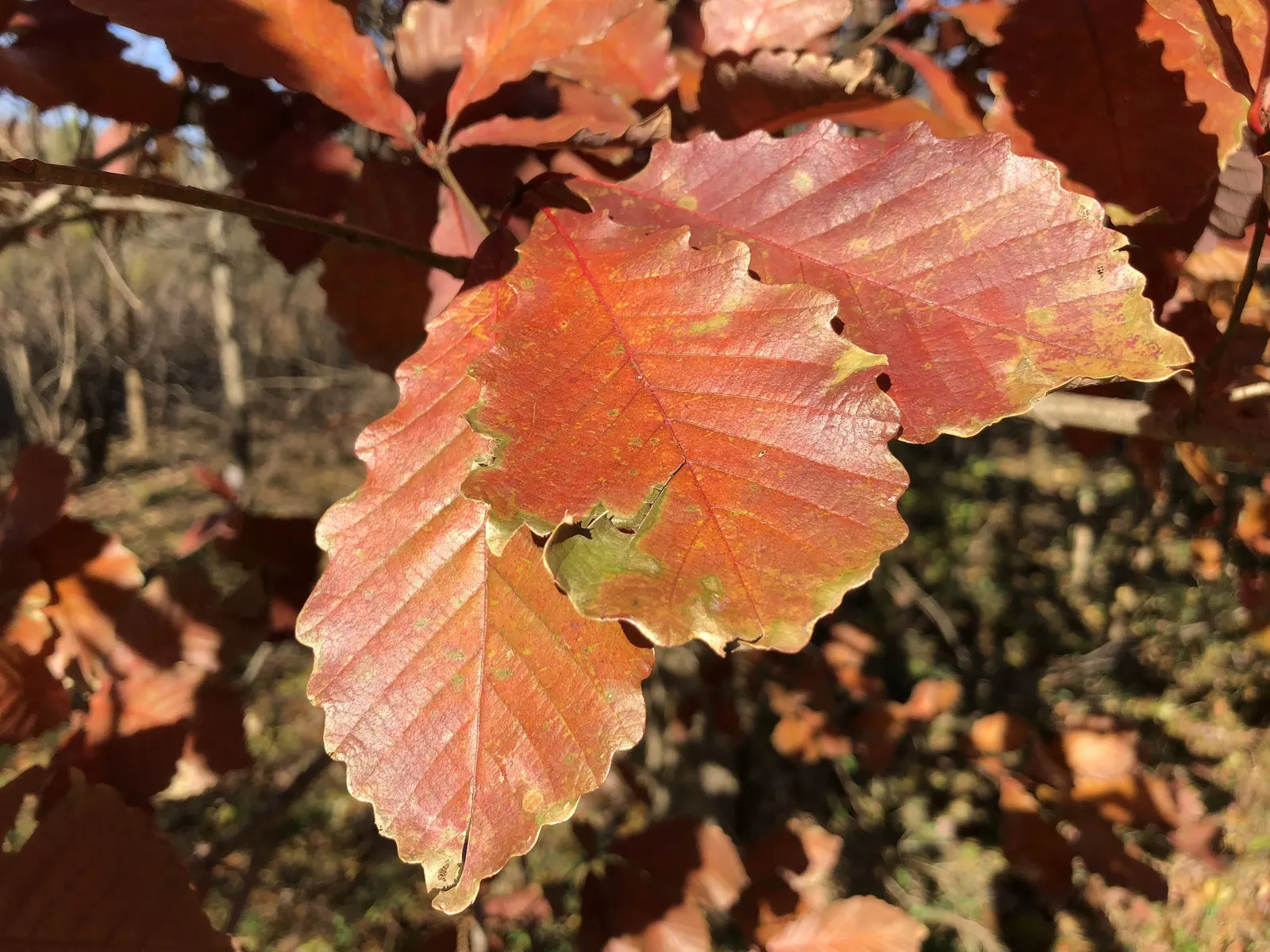 Swamp Chestnut Oak (Quercus Michauxii) — Hardiness zones 5-9, with a growth rate of 1-2 ft/year