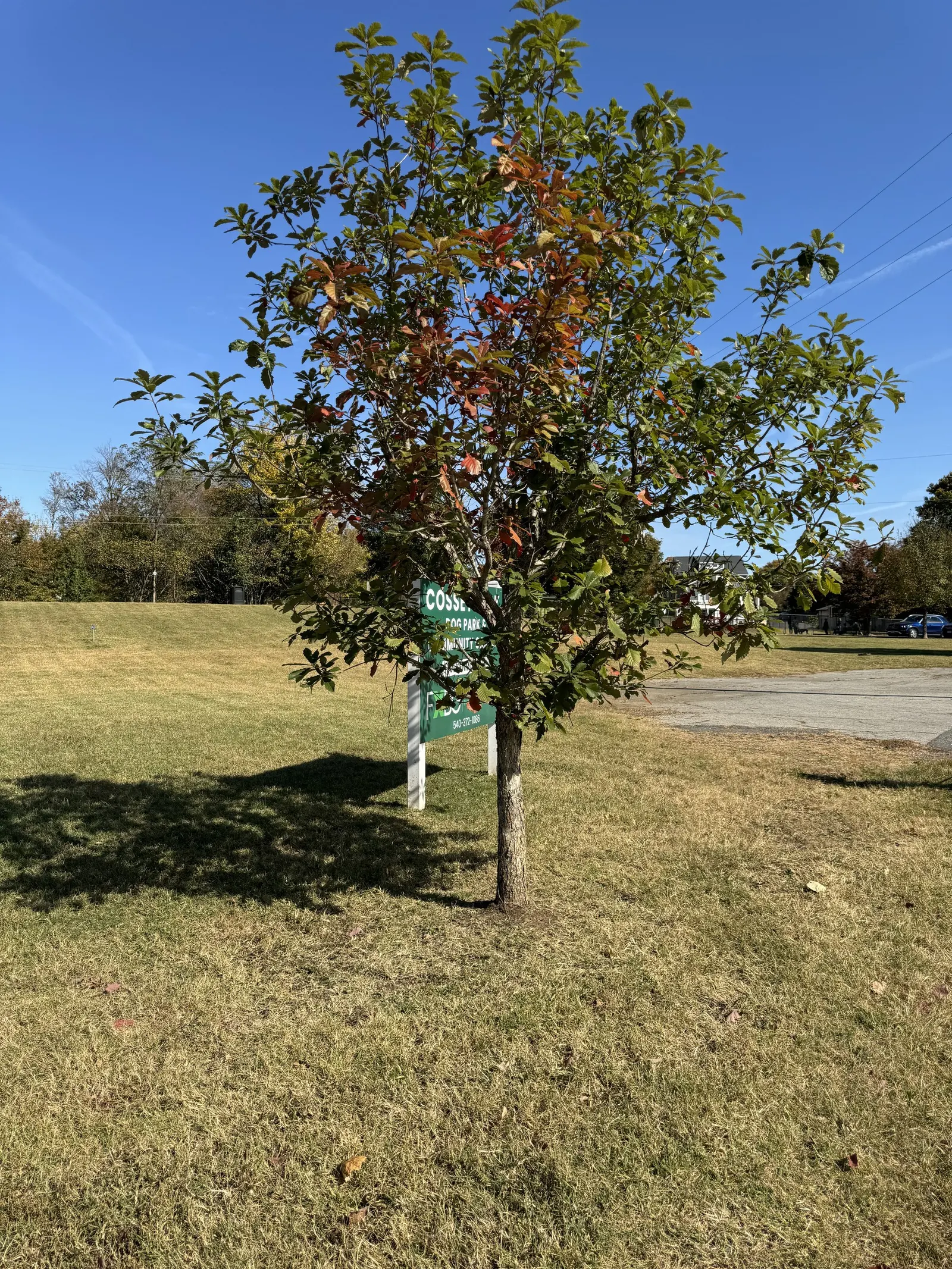 Swamp Chestnut Oak (Quercus Michauxii) — the foliage turns to a striking display of coppery to rich red tones in the fall; which can be a valuable food source