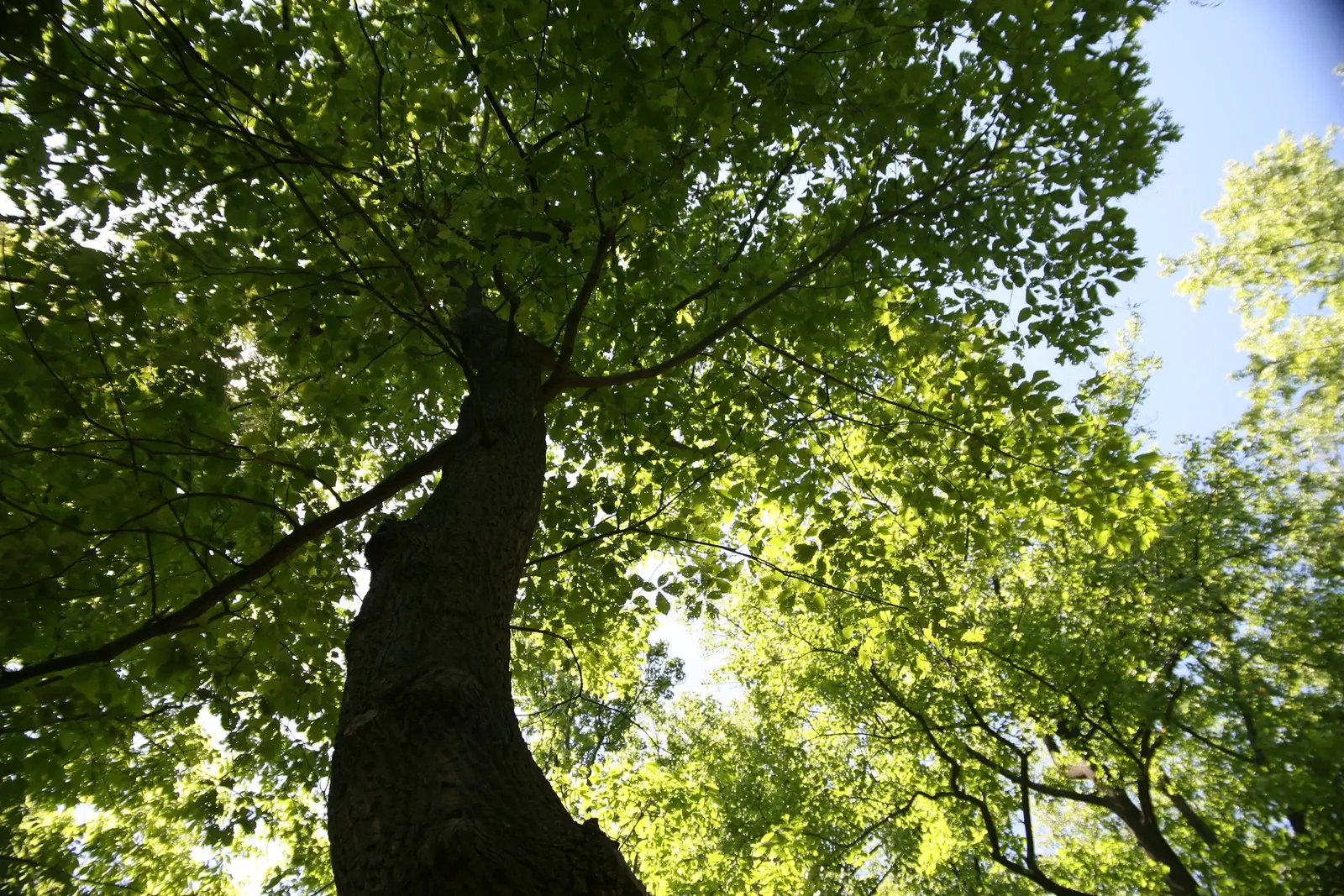 Swamp Chestnut Oak (Quercus Michauxii) — Acorns attract diverse wildlife, making it an excellent choice for naturalistic landscapes; which can be a valuable