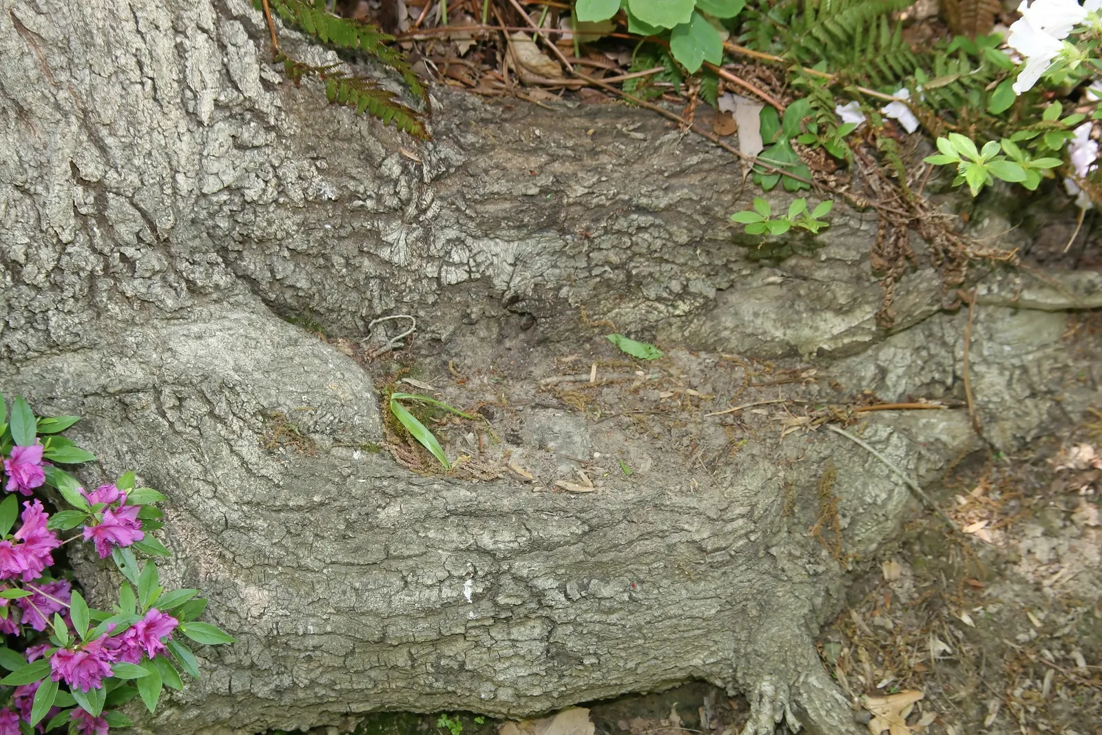 Swamp Chestnut Oak (Quercus Michauxii) — This species is particularly suited for wetter soils; which can be a valuable food source for local wildlife