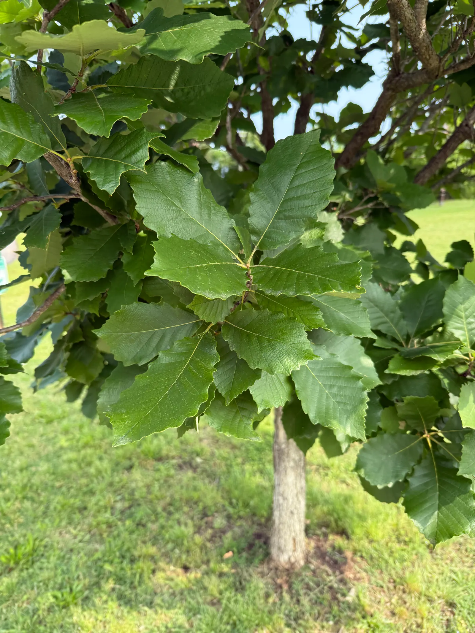 Swamp Chestnut Oak (Quercus Michauxii) — Hardiness zones 5-9, with a growth rate of 1-2 ft/year; leaves are coarsely toothed, 4-8 inches long