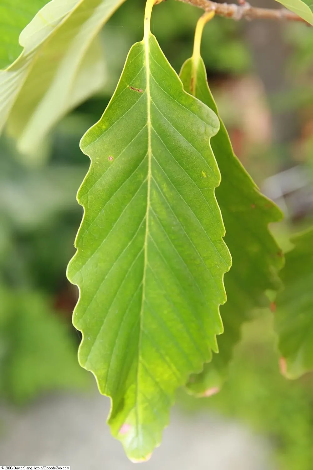 Swamp Chestnut Oak (Quercus Michauxii) — deep green leaves that grow up to 8 inches long
