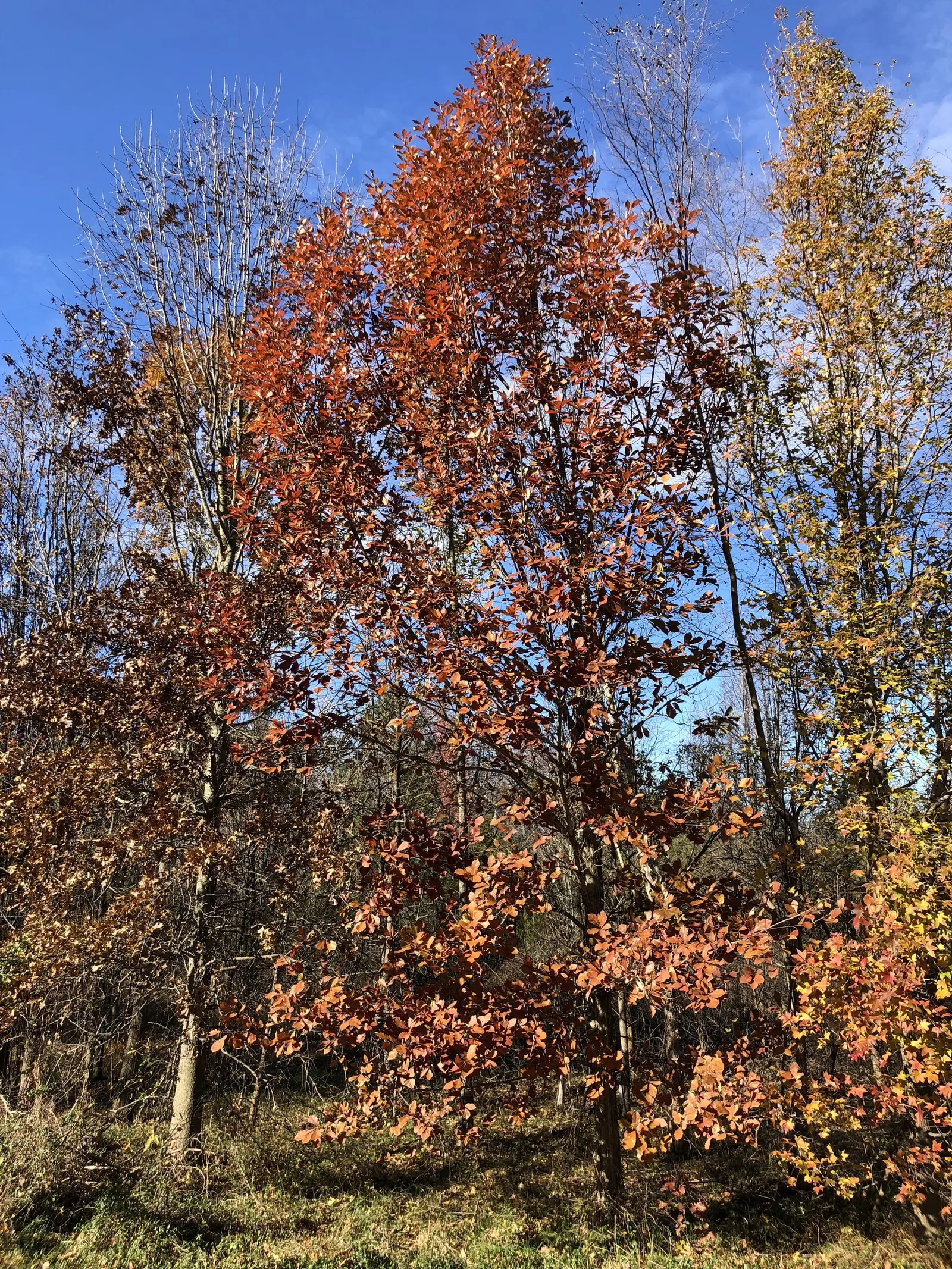 Swamp Chestnut Oak (Quercus Michauxii) — Its sturdy trunk and strong