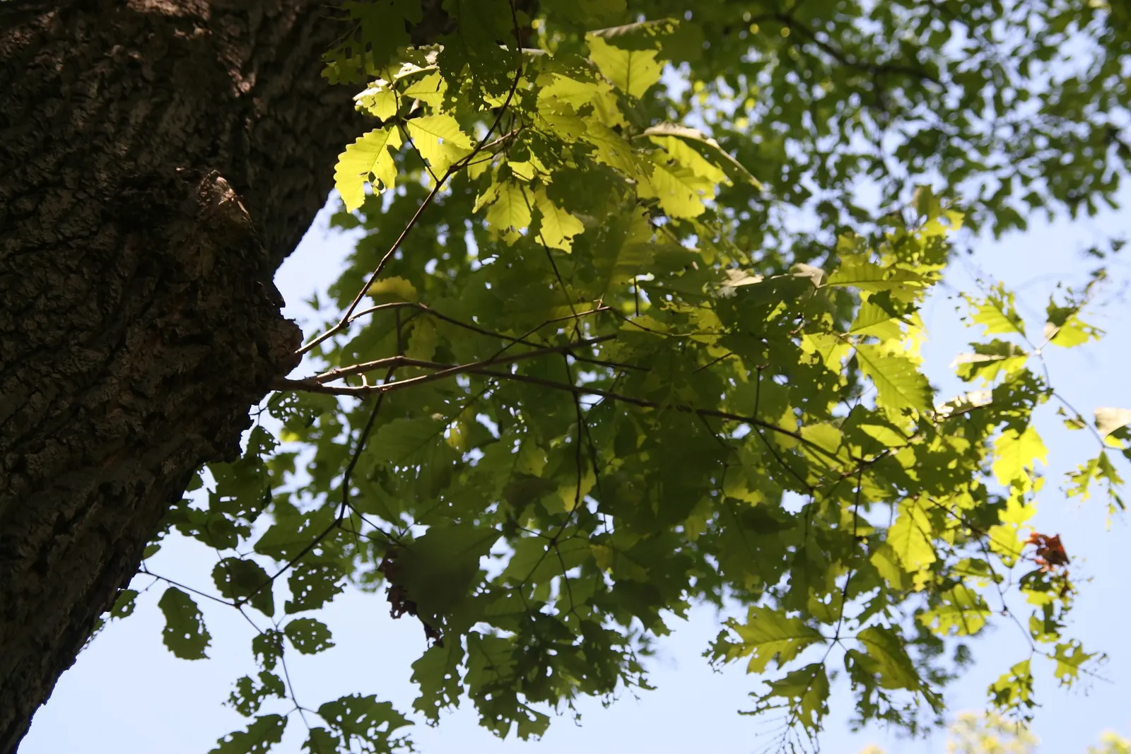 Swamp Chestnut Oak (Quercus Michauxii) — ensuring it stands as a focal point in any garden design.<br><br>Featuring oblong; which can be a valuable food source