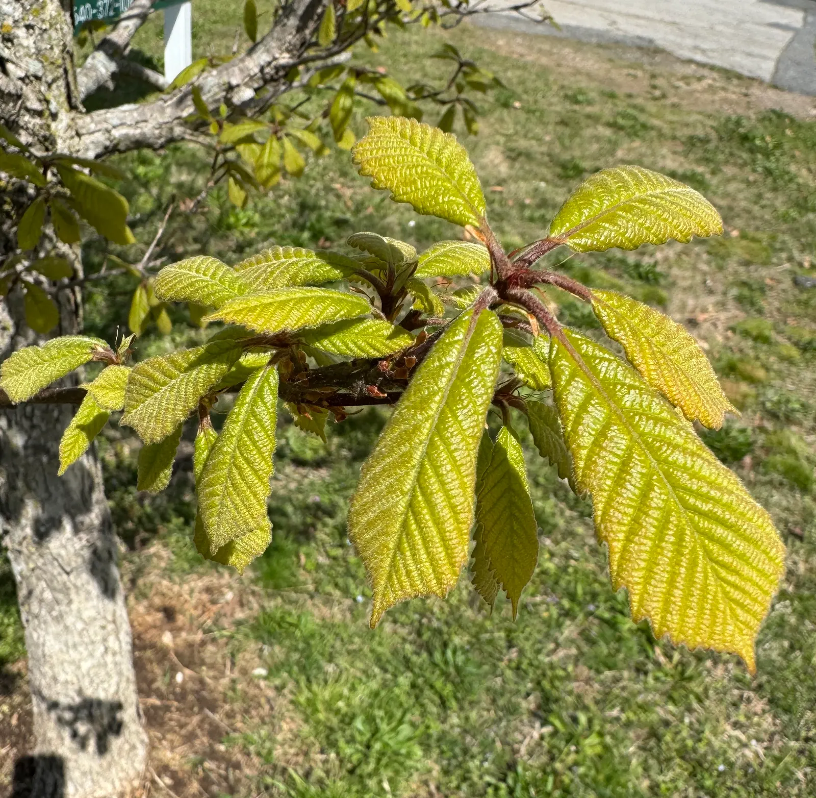 Swamp Chestnut Oak (Quercus Michauxii) — which can be a valuable food source for local wildlife