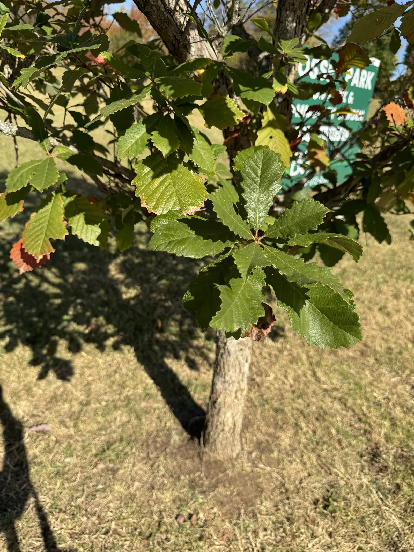 Swamp Chestnut Oak (Quercus Michauxii) — In fall, foliage turns a vibrant bronze; spreading branches add to its majestic appearance