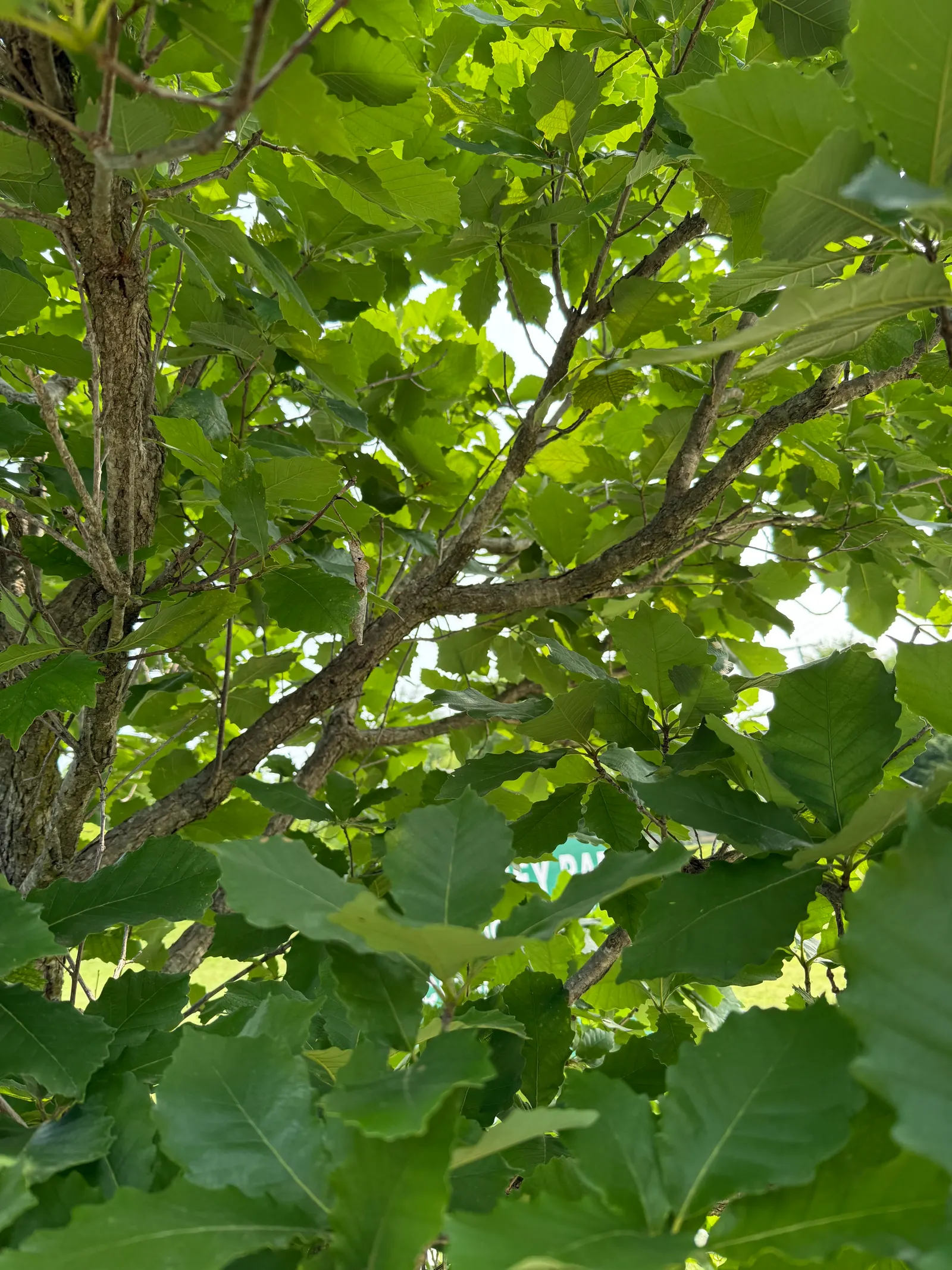 Swamp Chestnut Oak (Quercus Michauxii) — It's a robust, deciduous tree, reaching up to 100 ft, with a 4-5 ft diameter trunk; spreading branches add to its