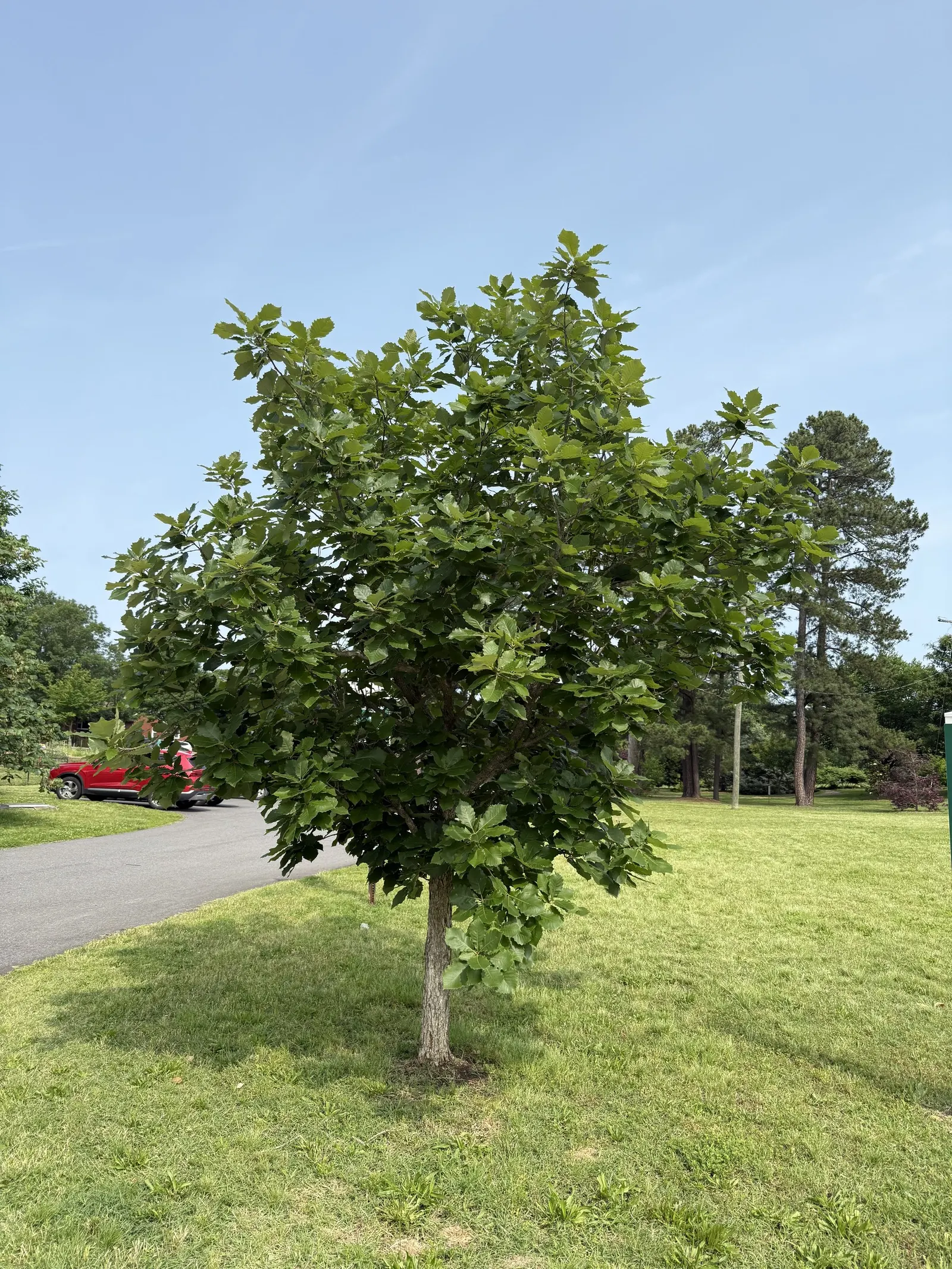 Swamp Chestnut Oak (Quercus Michauxii) — Its sturdy trunk and strong; leaves are coarsely toothed, 4-8 inches long