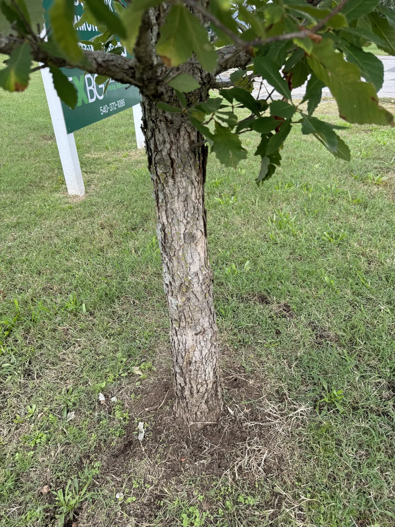 Swamp Chestnut Oak (Quercus Michauxii) — with a width of around 4 inches