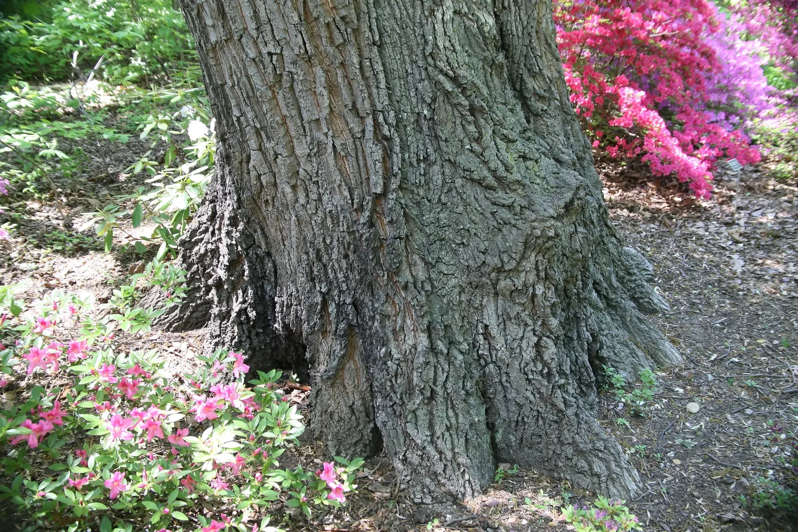 Swamp Chestnut Oak (Quercus Michauxii) — The Swamp Chestnut Oak, Quercus michauxii, thrives in wet soils of Southeastern US regions; leaves are coarsely