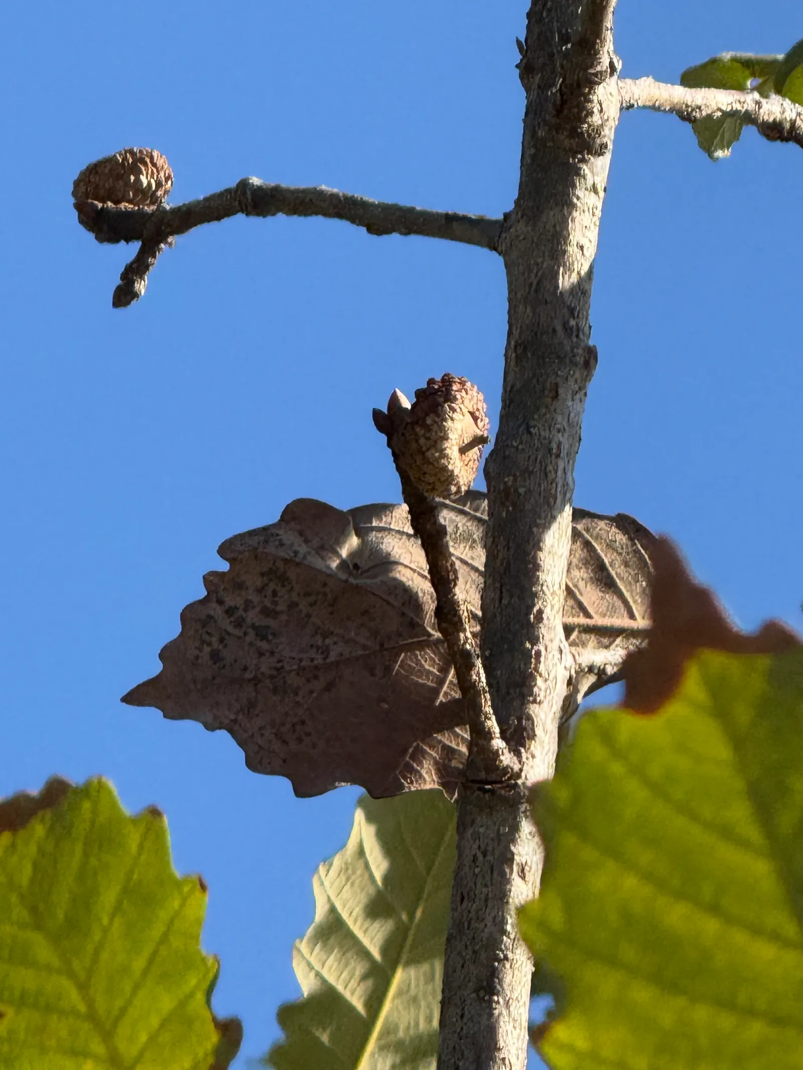 Swamp Chestnut Oak (Quercus Michauxii) — Its expansive, rounded canopy provides dense shade; which can be a valuable food source for local wildlife