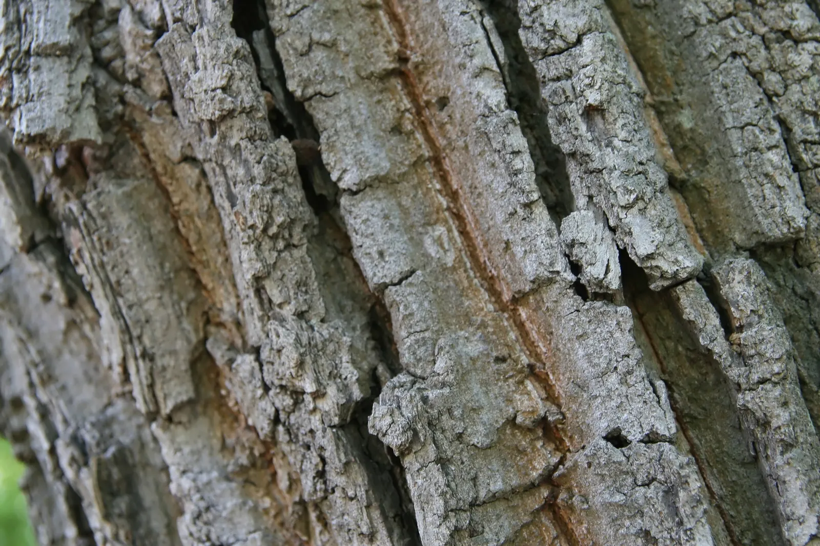 Swamp Chestnut Oak (Quercus Michauxii) — The Swamp Chestnut Oak, Quercus michauxii, thrives in wet soils of Southeastern US regions