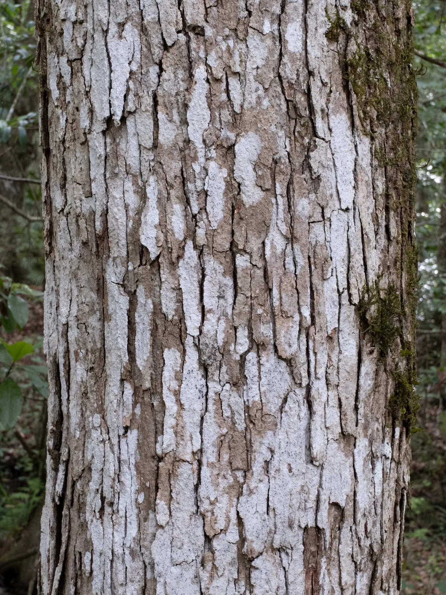Swamp Chestnut Oak (Quercus Michauxii) — This species is particularly suited for wetter soils