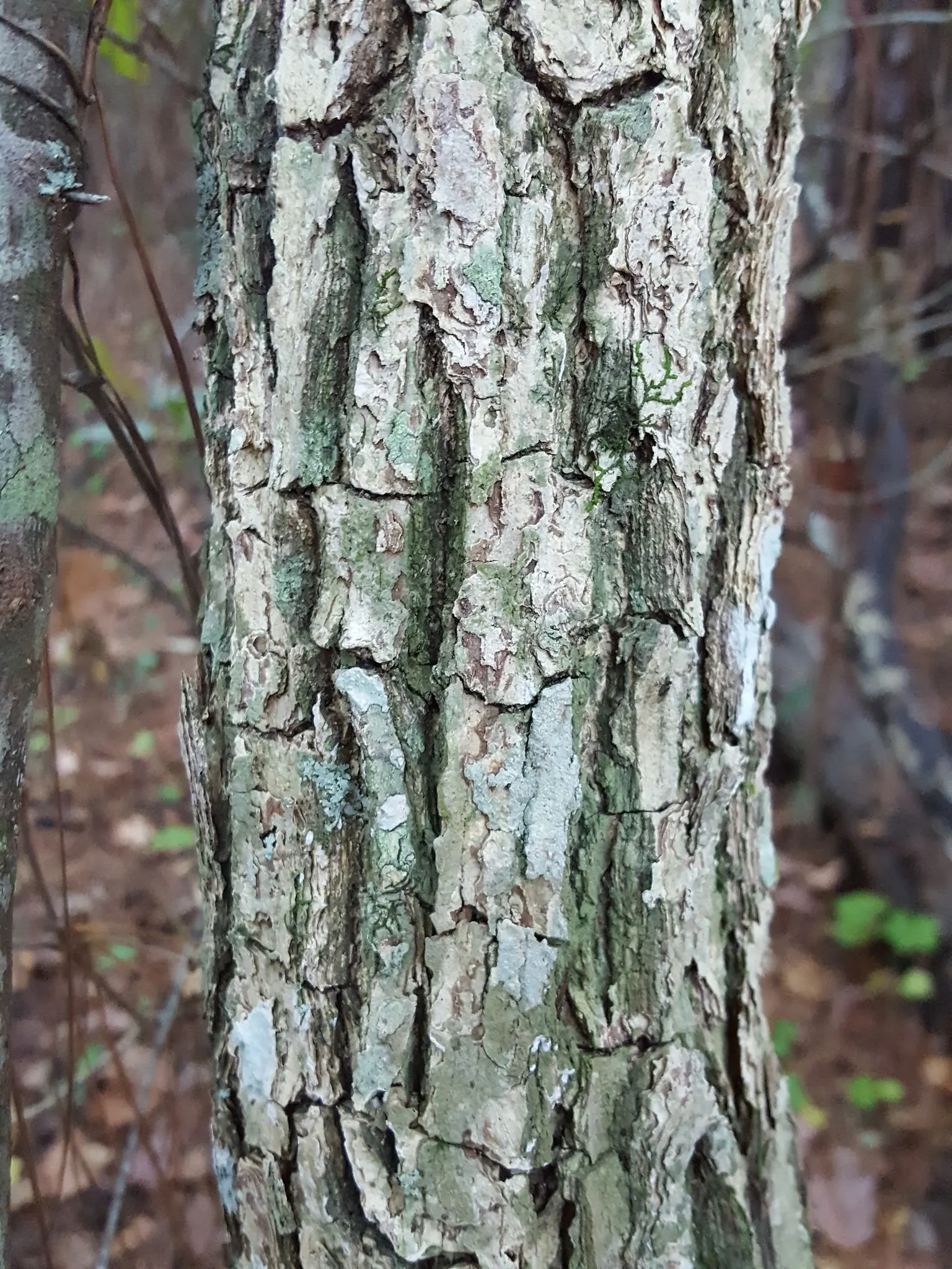 Swamp Chestnut Oak (Quercus Michauxii) — spreading branches add to its majestic appearance, image 32
