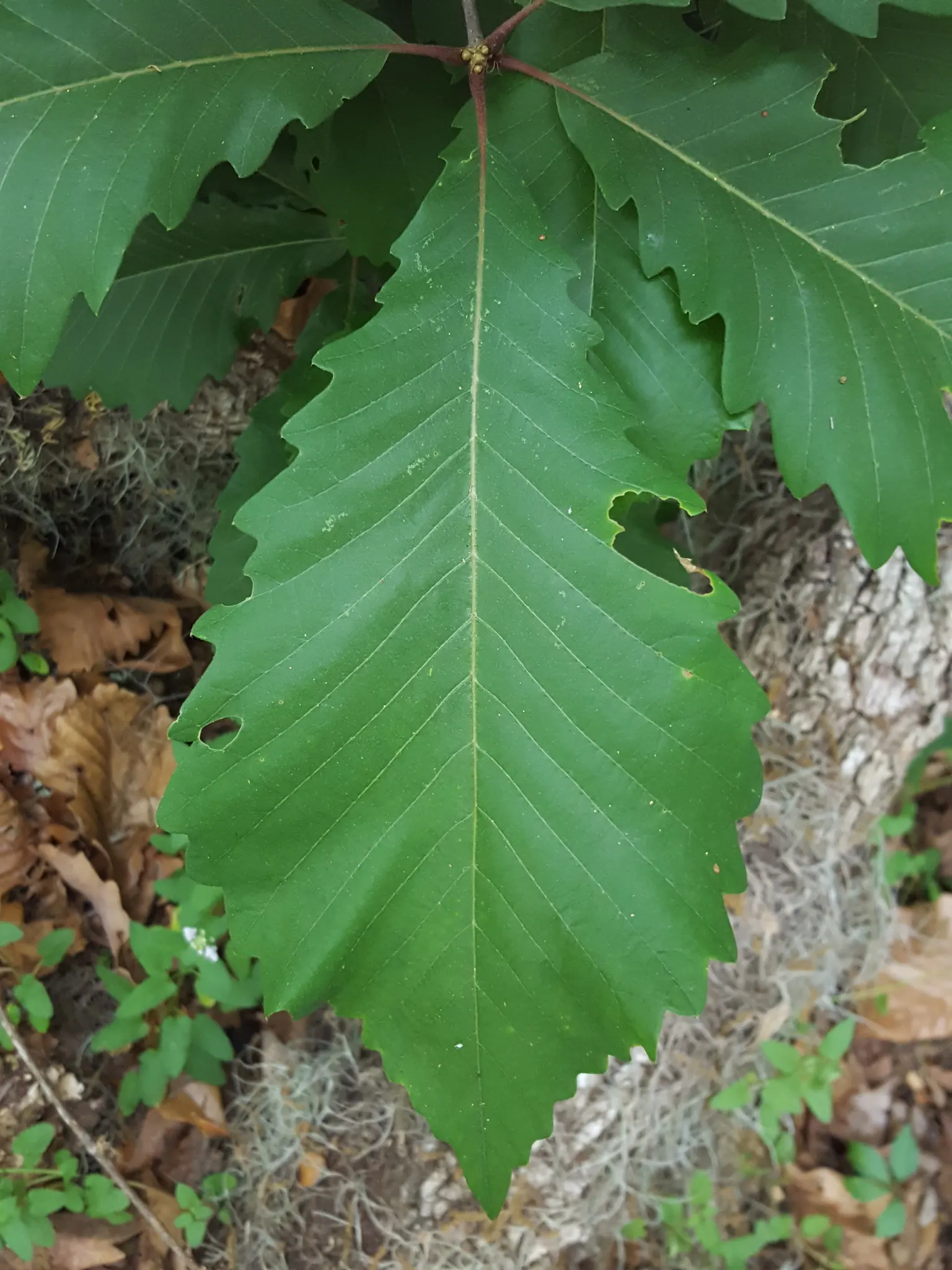 Swamp Chestnut Oak (Quercus Michauxii) — spreading branches add to its majestic appearance