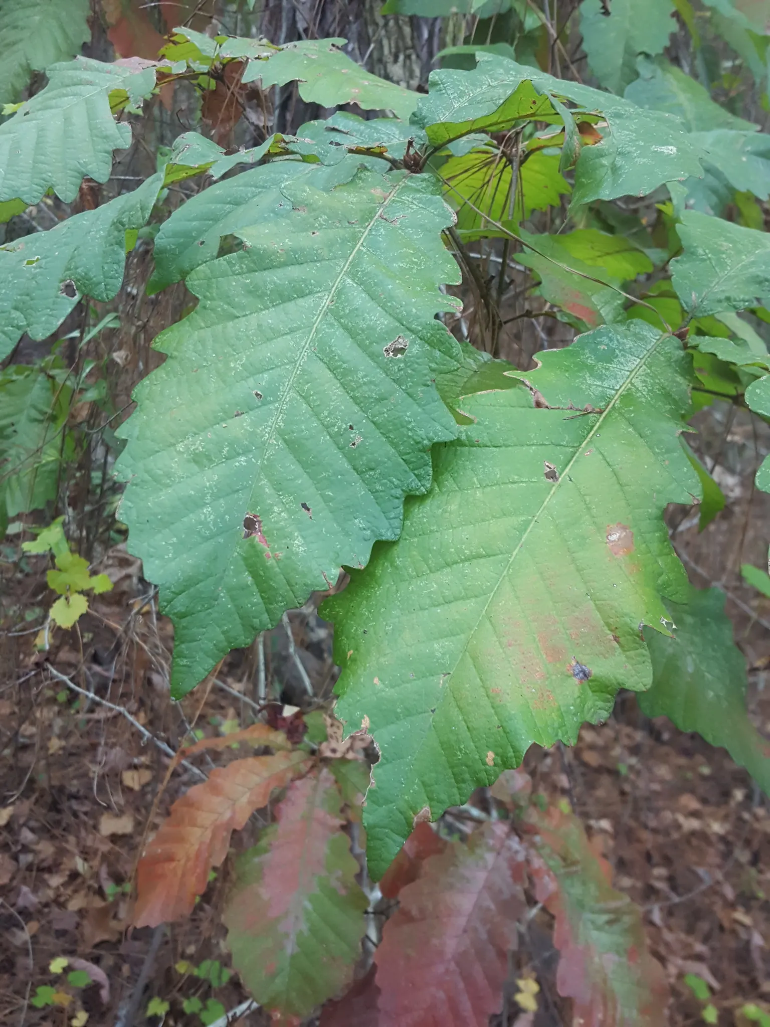 Swamp Chestnut Oak (Quercus Michauxii) — Leaves are coarsely toothed, 4-8 inches long