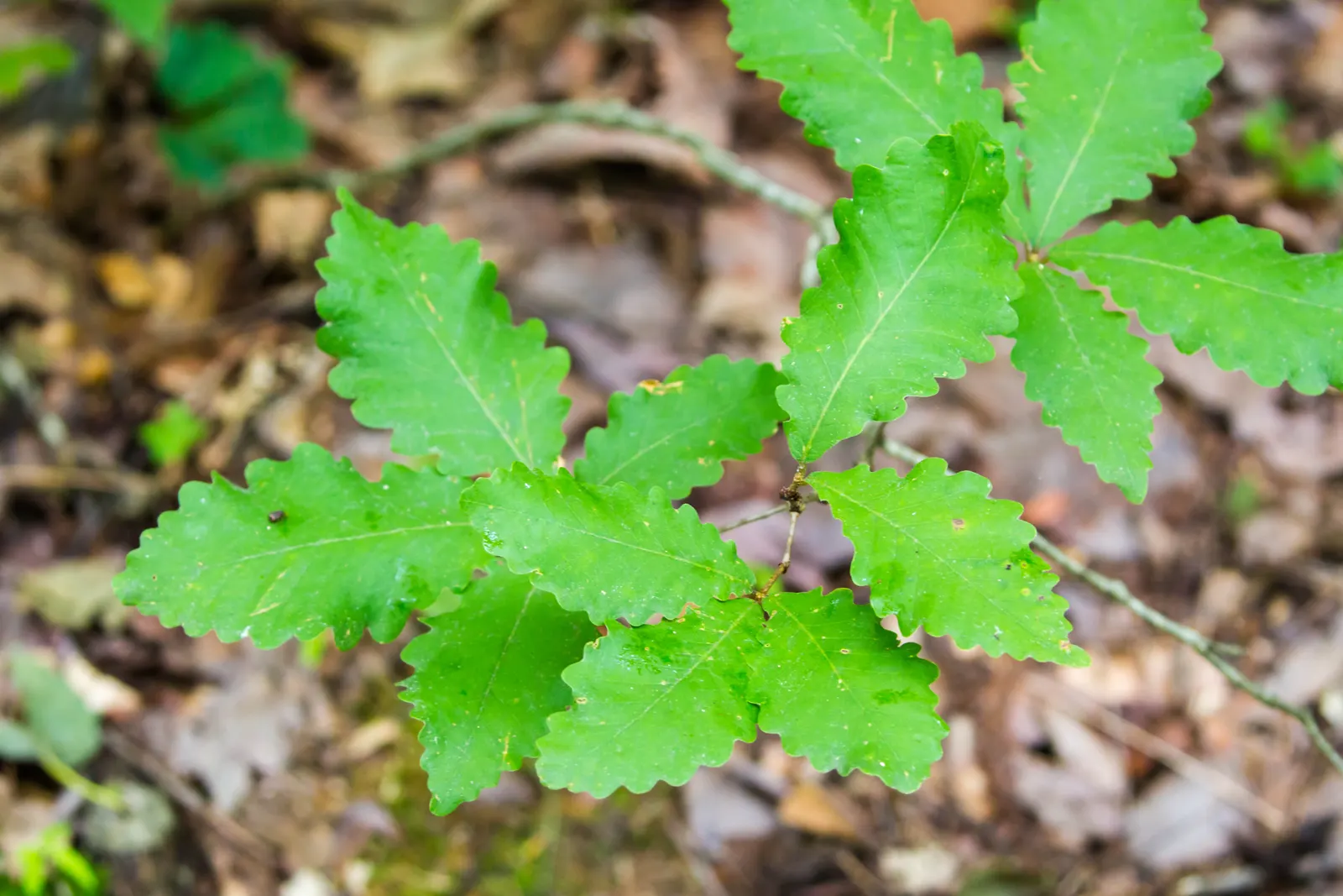 Swamp Chestnut Oak (Quercus Michauxii) — It's a robust, deciduous tree, reaching up to 100 ft, with a 4-5 ft diameter trunk